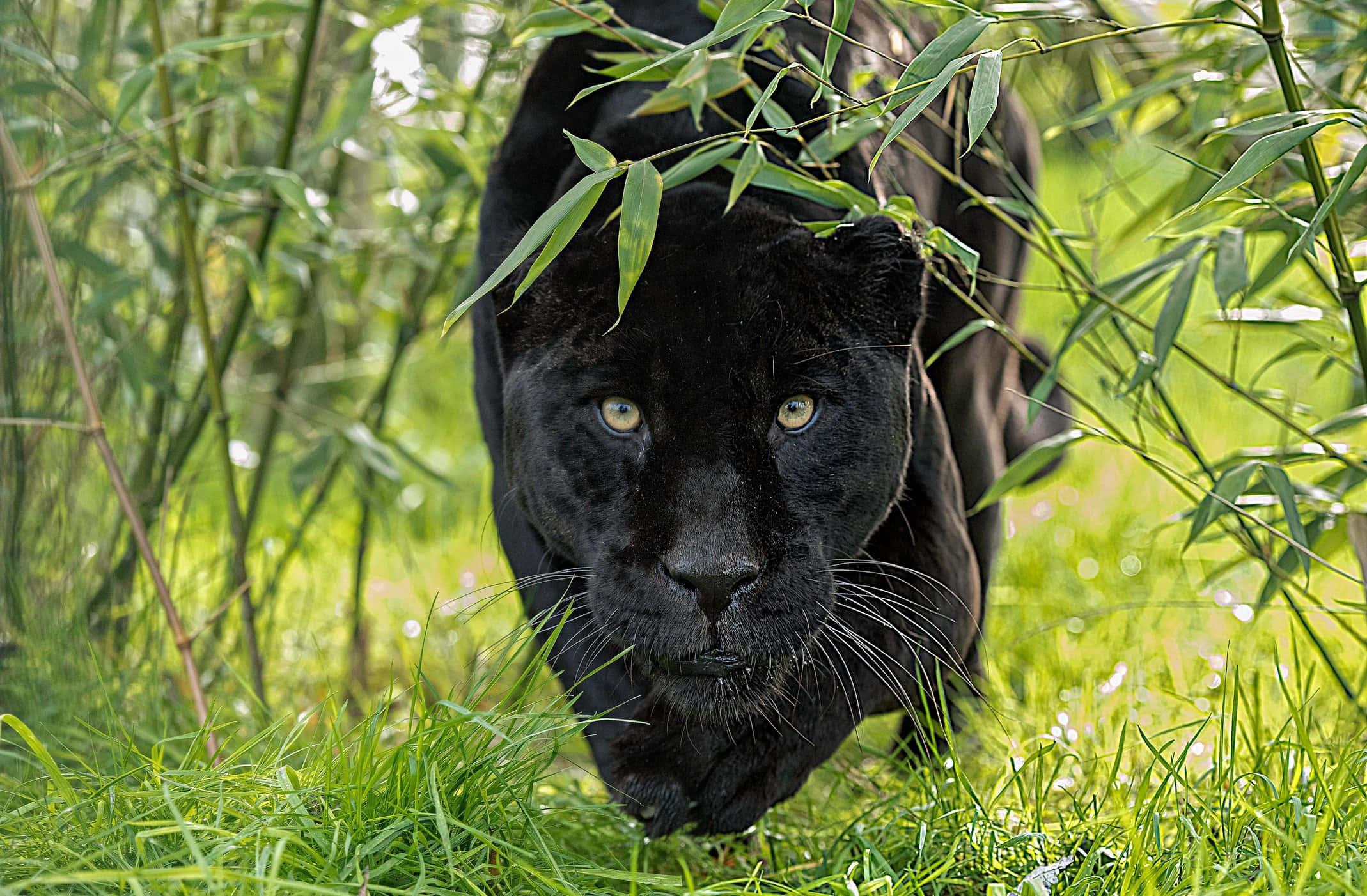 Black Panther pictures — 2138x1402 wallpaper