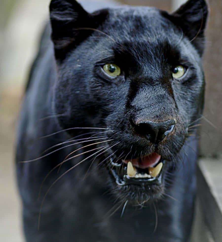 Black Panther pictures — 900x981 wallpaper
