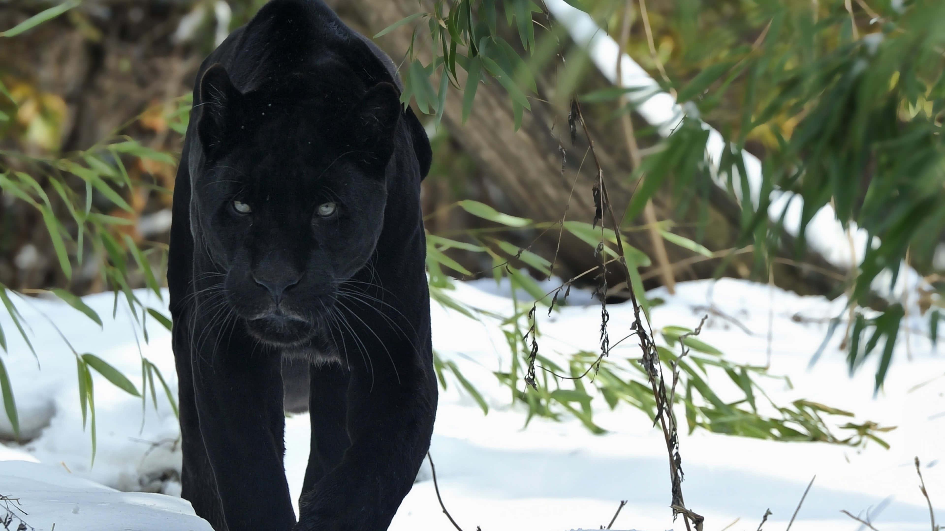 Black Panther pictures — 3840x2160 wallpaper