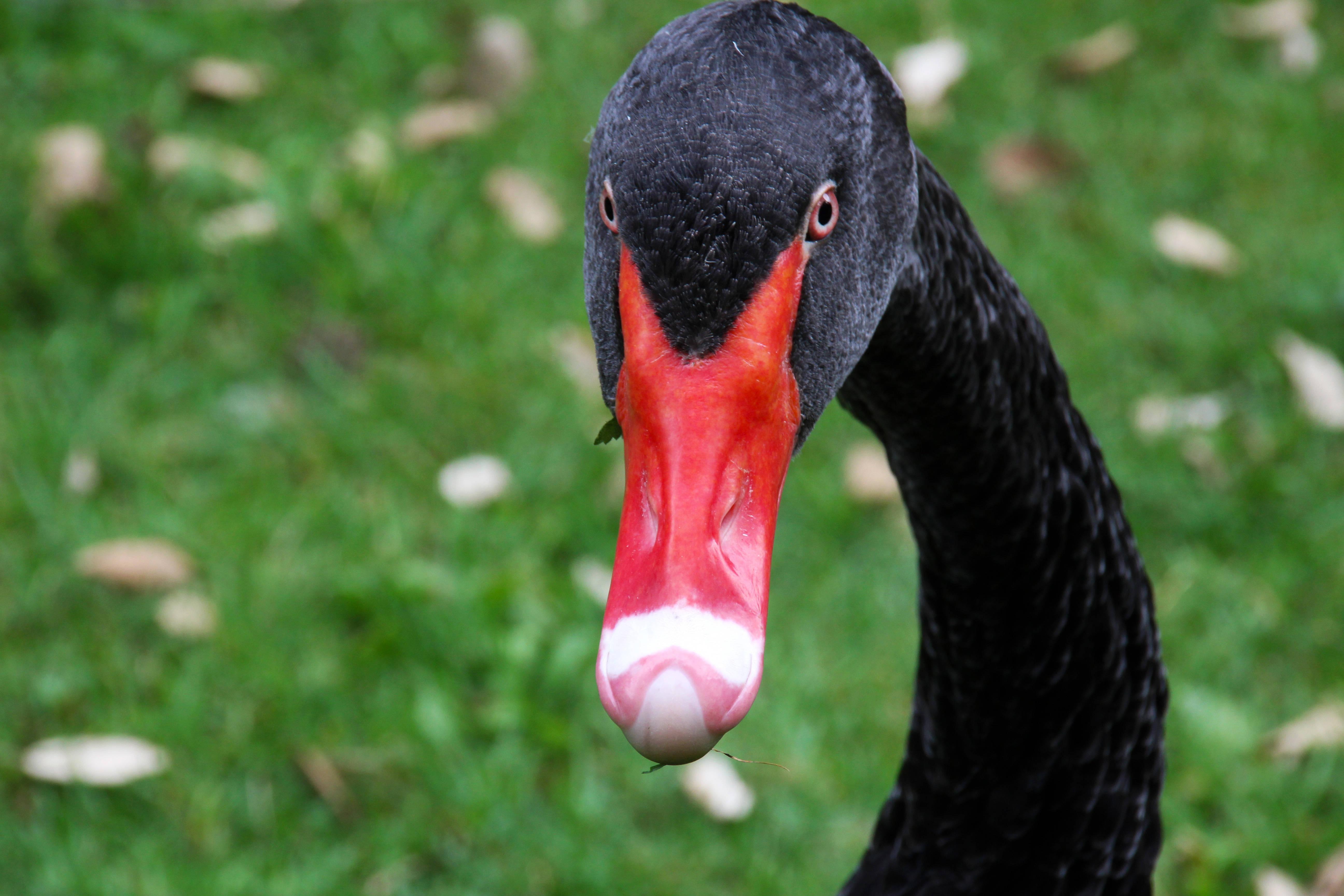 Black Swan Animal — 5184x3456 wallpaper