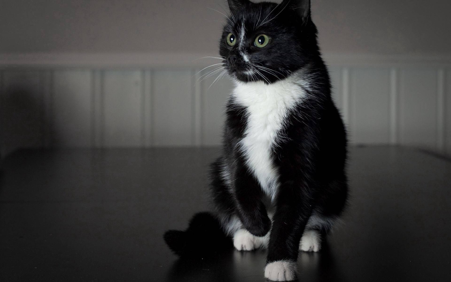 Black White Animal Kitten — 1920x1200 wallpaper