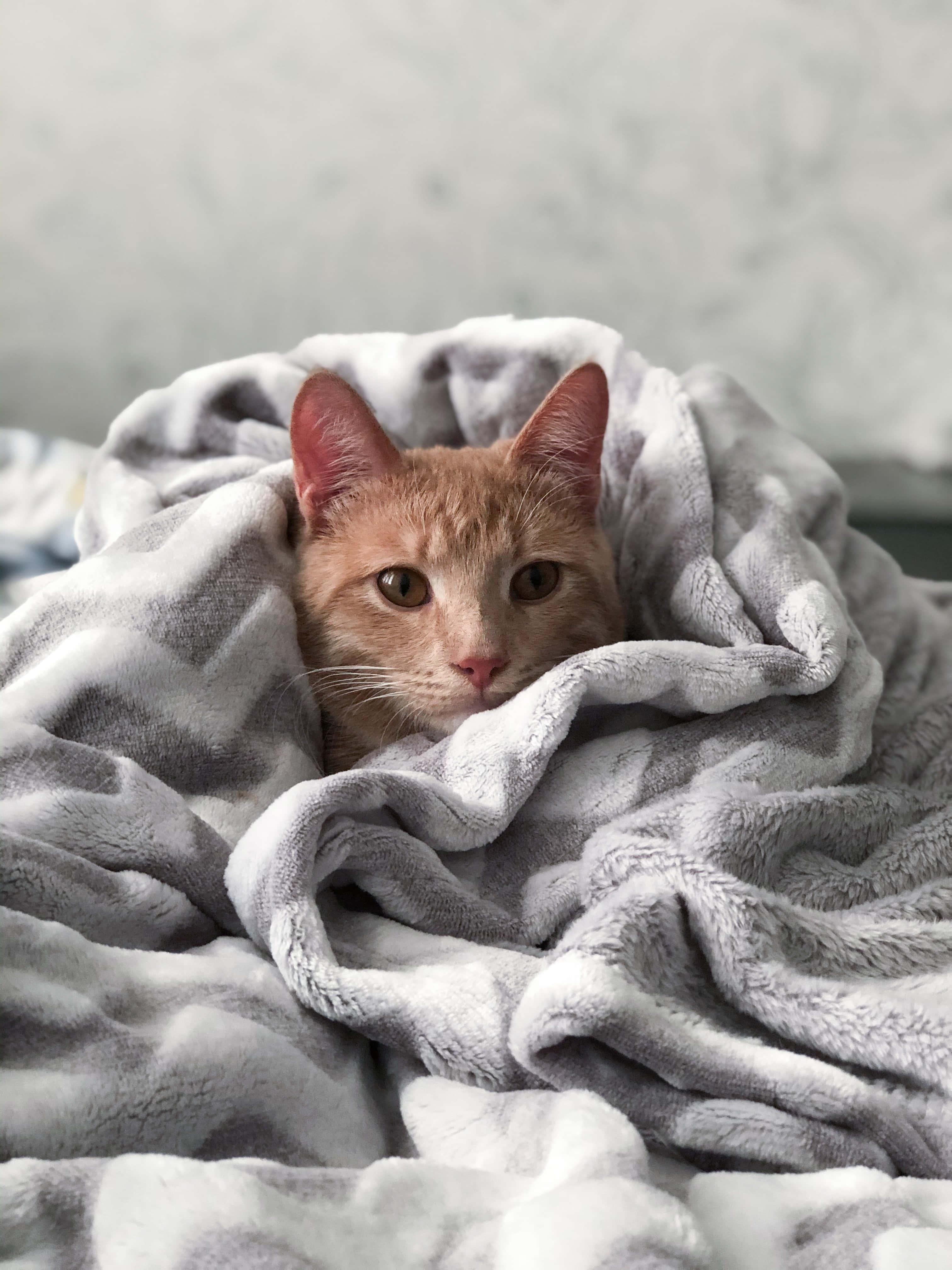 Blankets Cute Cat PFP — 3024x4032 wallpaper