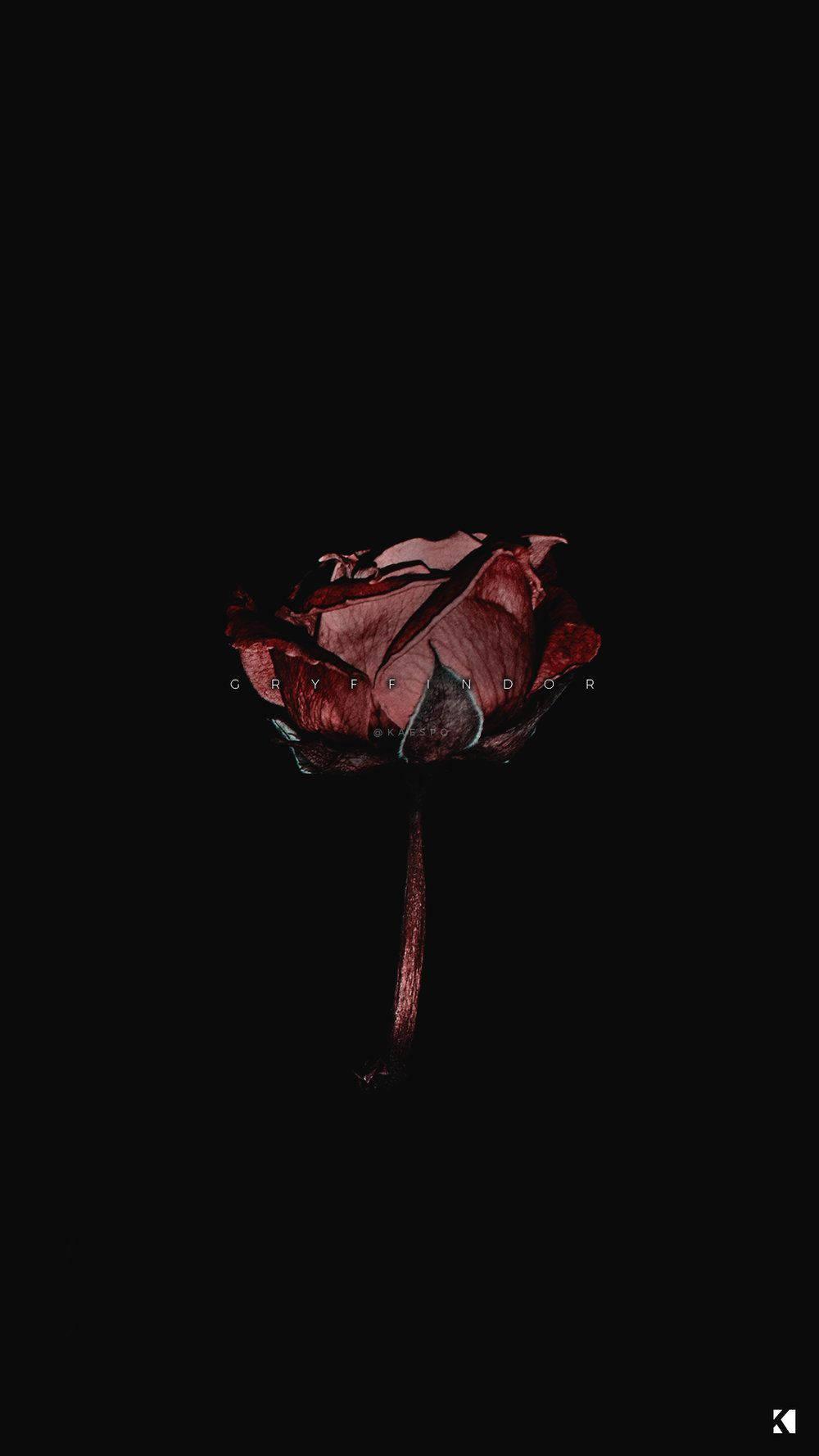 Blood Rose Dark Aesthetic — 1000x1778 wallpaper