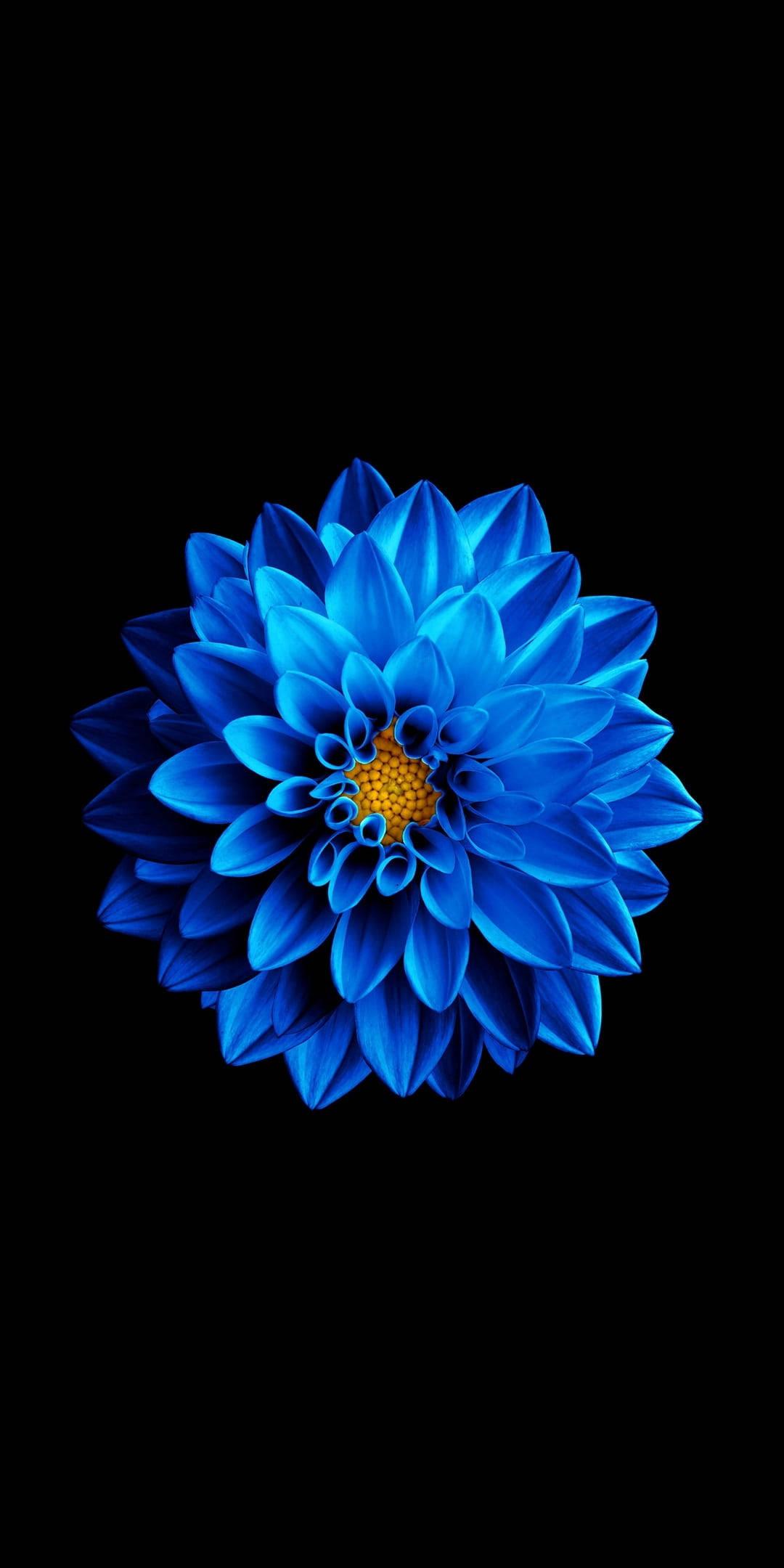 Blooming Dahlia On Samsung Full HD — 1080x2160 wallpaper