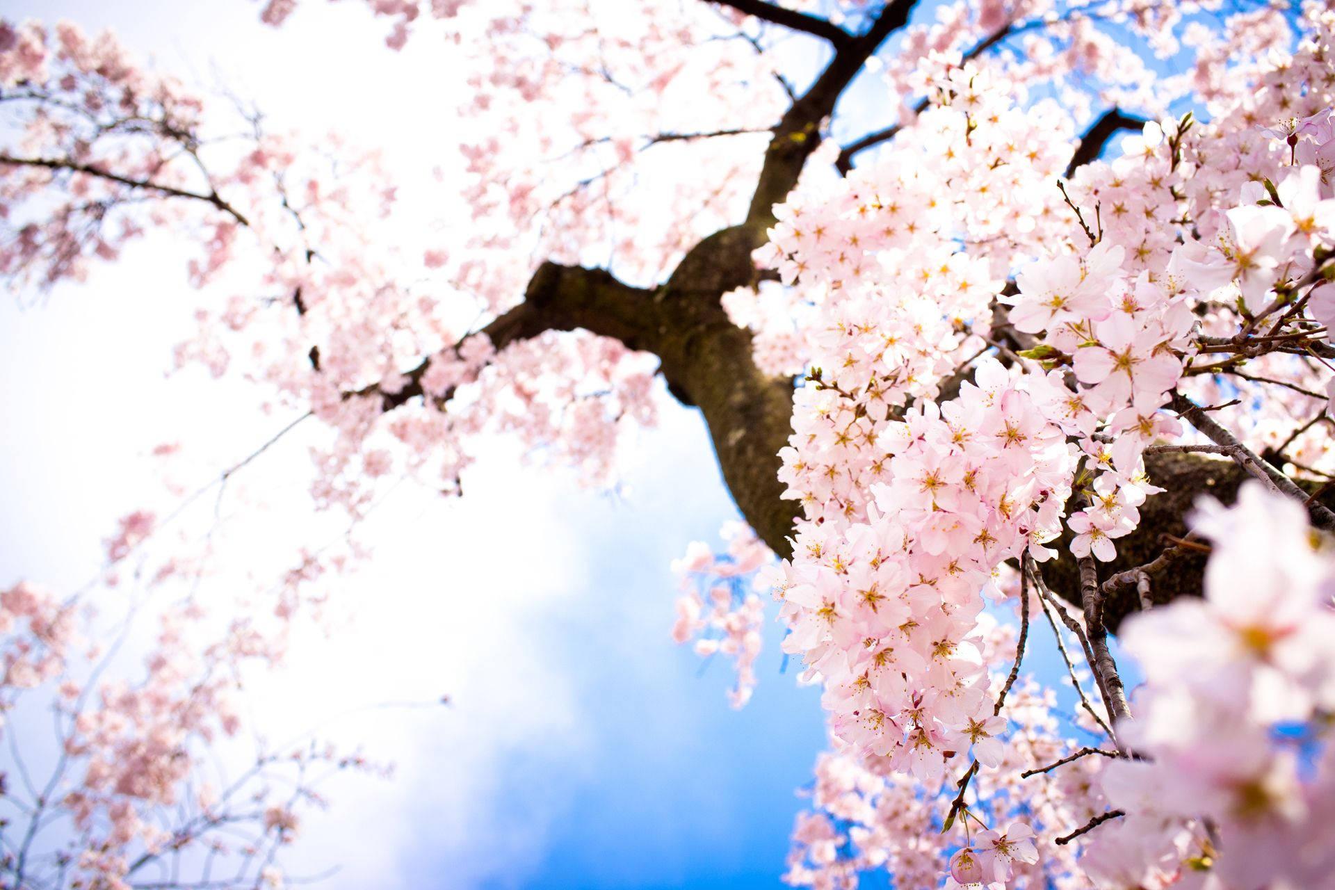 Blossoming Cherry Blossom Tree at Full Bloom — 1920x1280 wallpaper