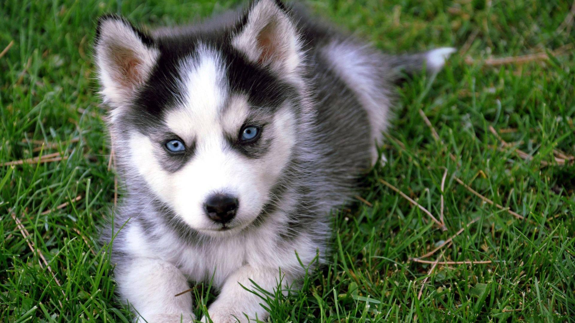 Blue-eyed Husky Puppy — 1920x1080 wallpaper