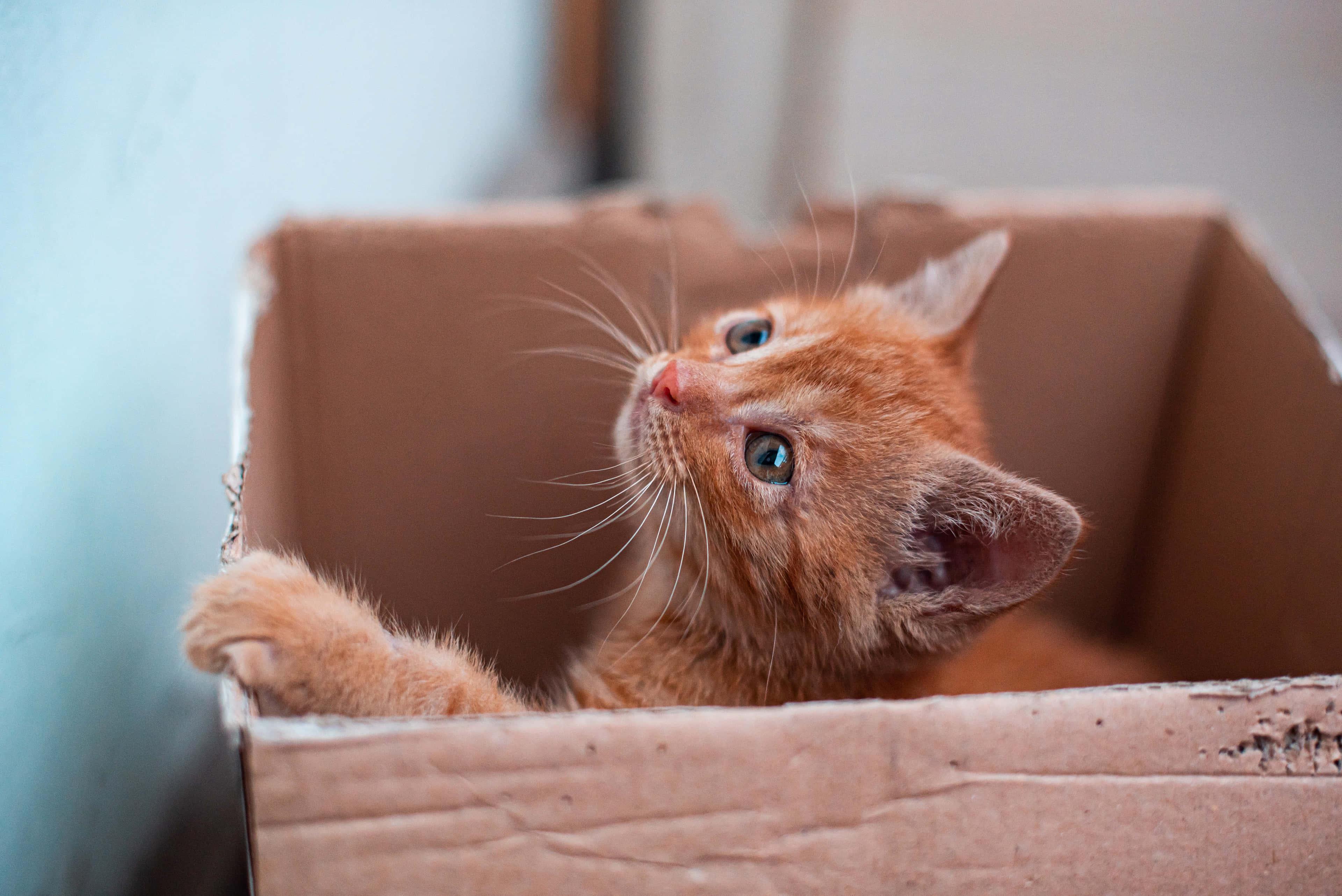 Box Cute Cat PFP — 3840x2564 wallpaper