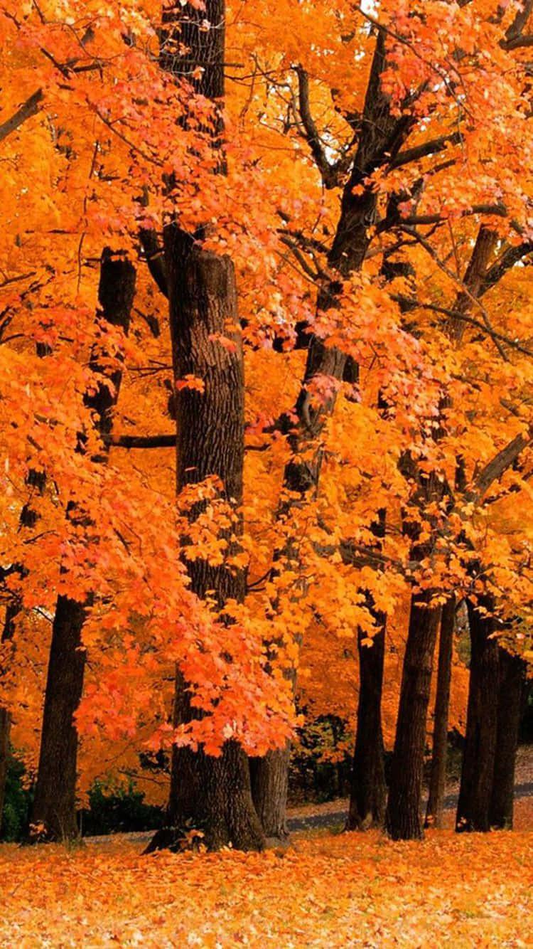 Breathe in the beauty of fall with this stunning autumn aesthetic. — 750x1334 wallpaper