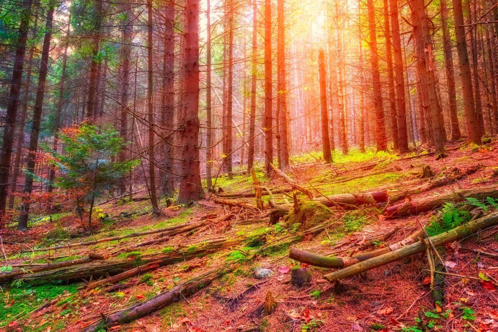 Bright Sunrise In A Magical Nature Picture — 2119x1414 wallpaper