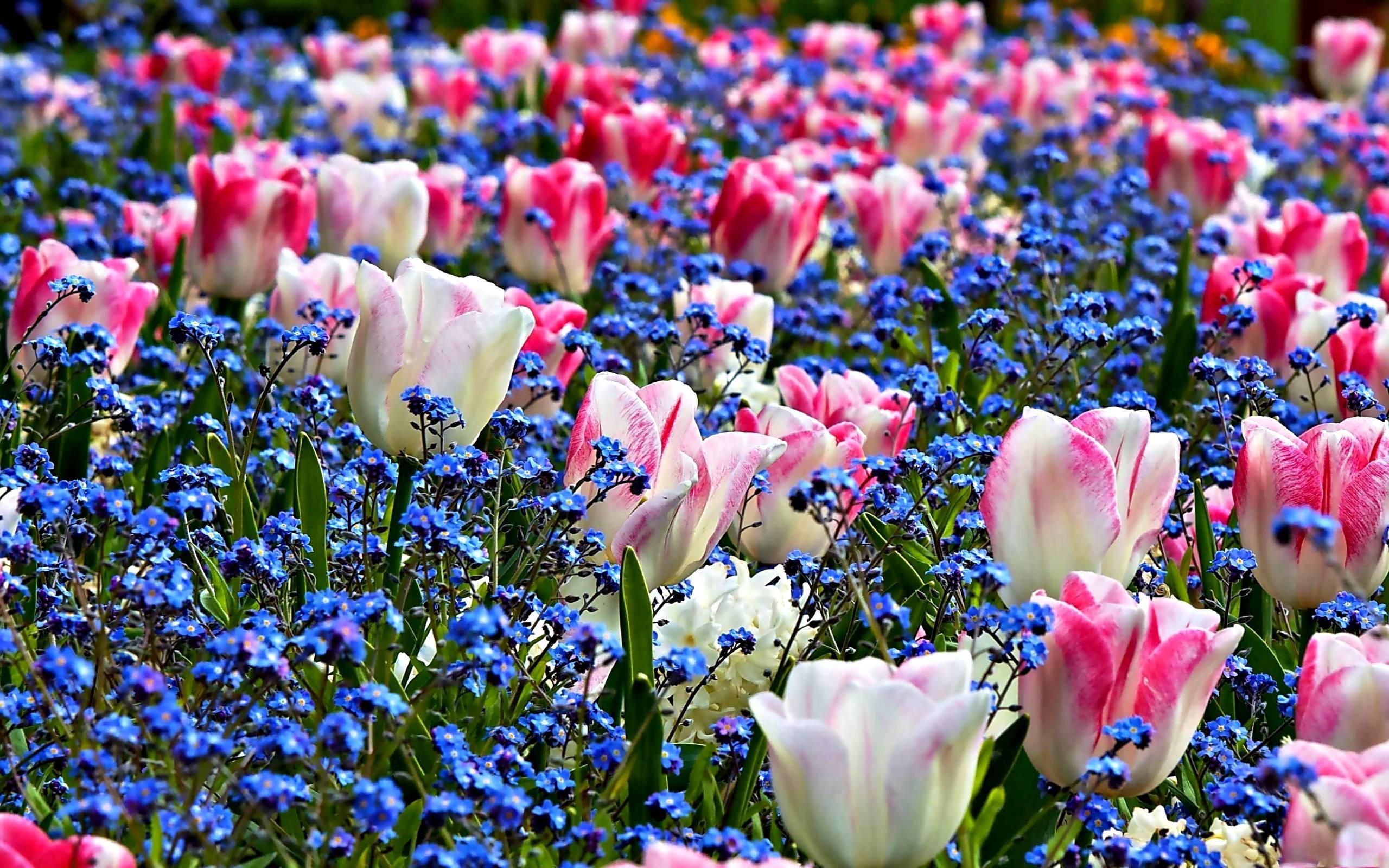 Brighten Up Your Desktop with a Pop of Colour — 2560x1600 wallpaper