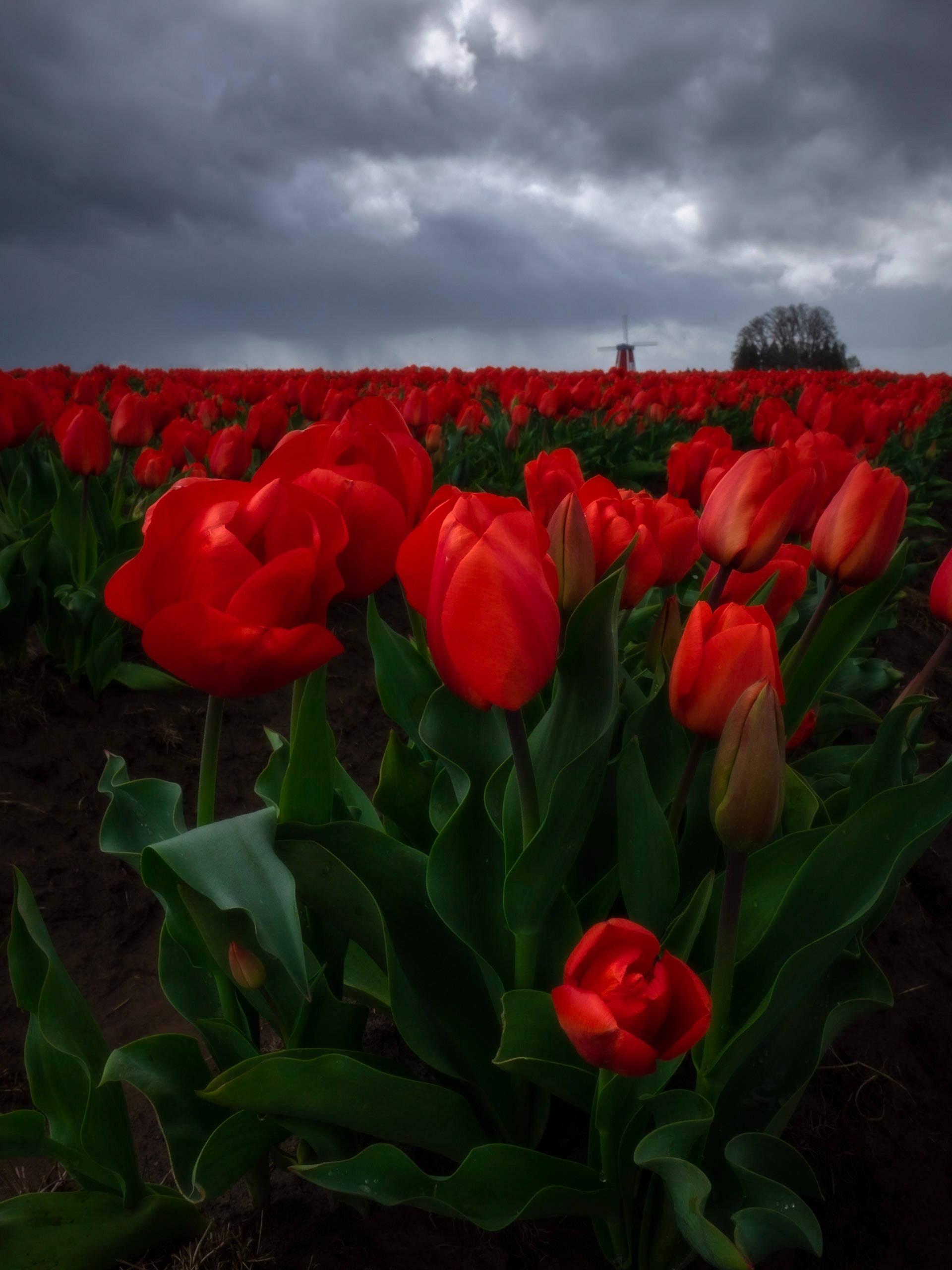 Brighten up your WhatsApp chats with this stunning field of tulips! — 1920x2560 wallpaper