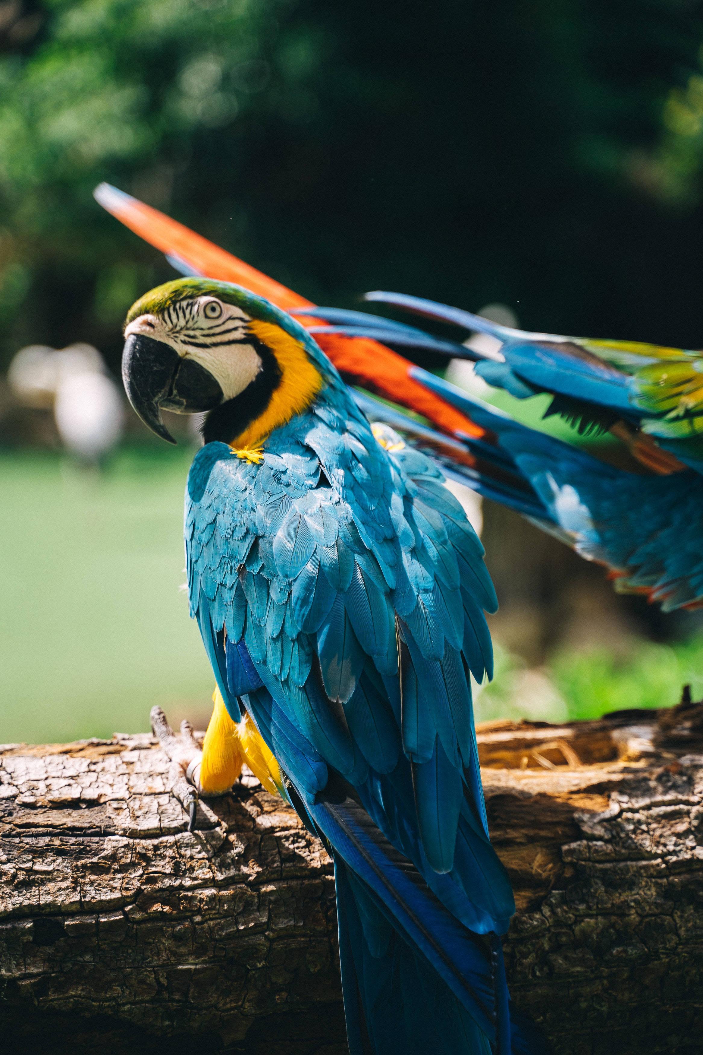 Brighten your day with this colorful parrot! — 2333x3500 wallpaper