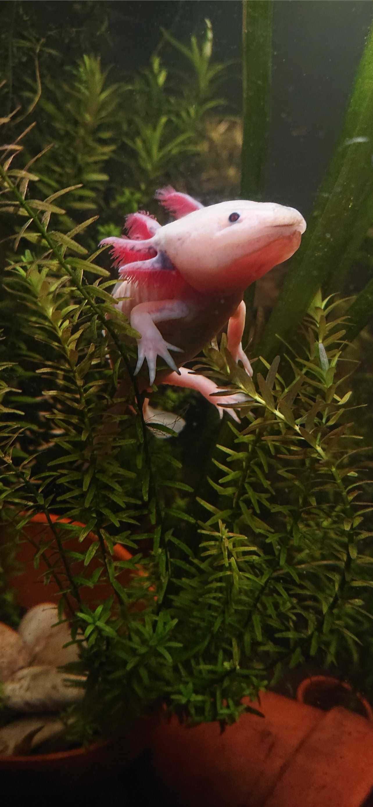 Brightly Colored Mexican Axolotl — 1284x2778 wallpaper