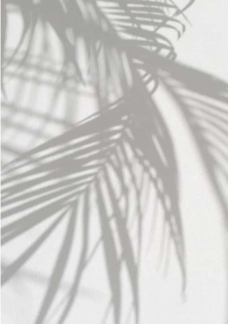 Bring peace and tranquility to your space with this stunning white aesthetic background. — 736x1047 wallpaper