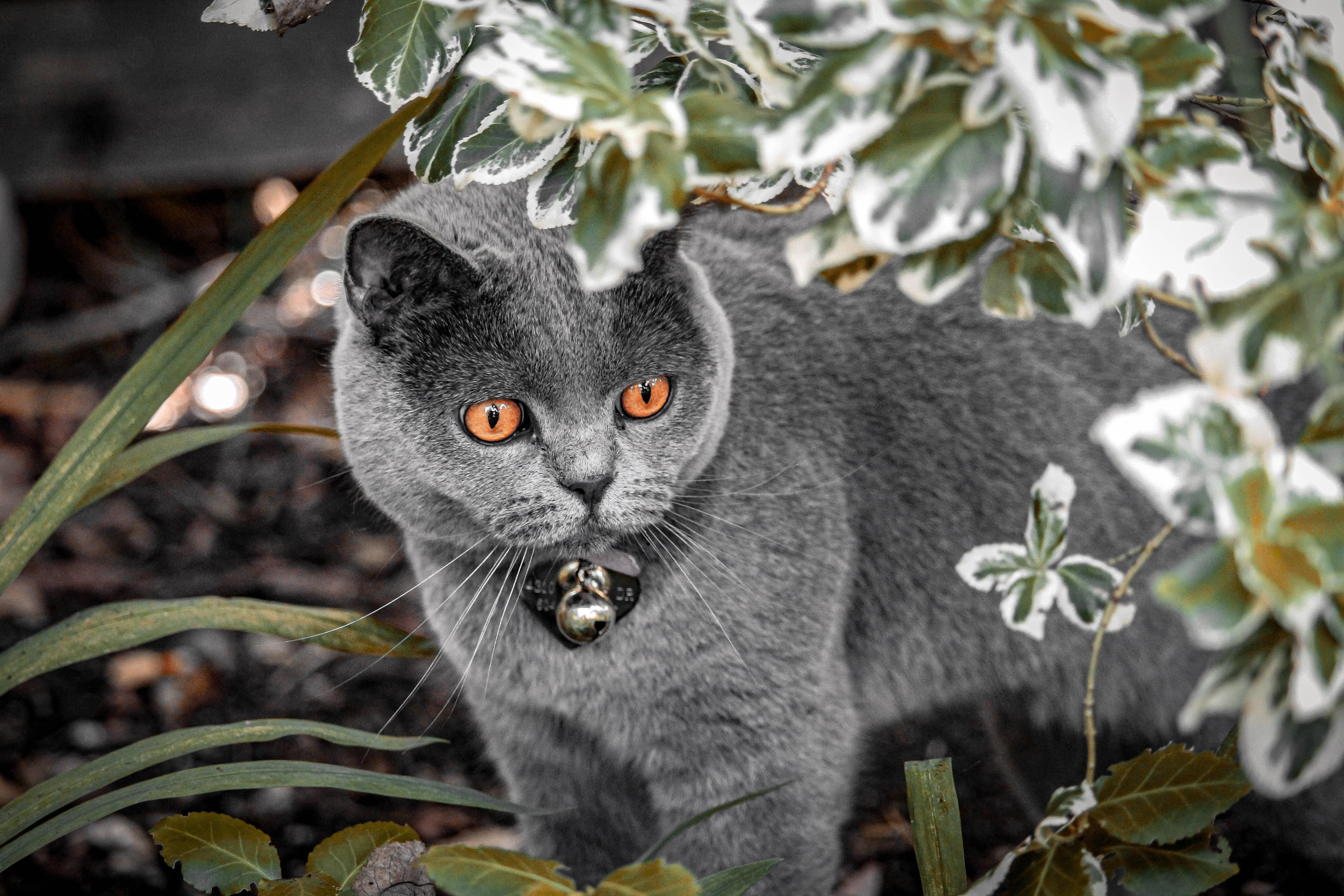 British Cute Cat Aesthetic With Copper Eyes — 5184x3456 wallpaper