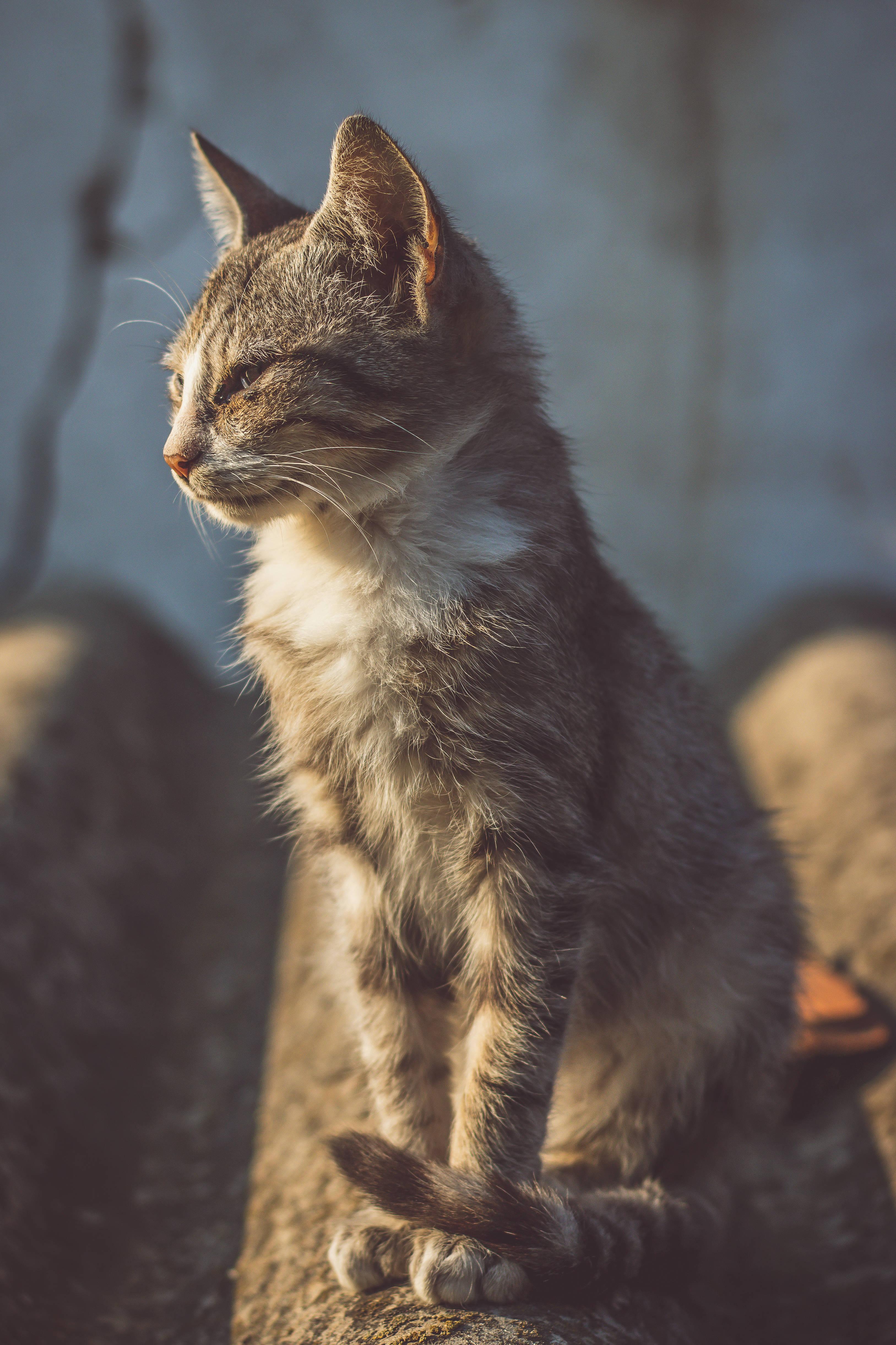 Brown And White Short Fur Cat — 3254x4881 wallpaper