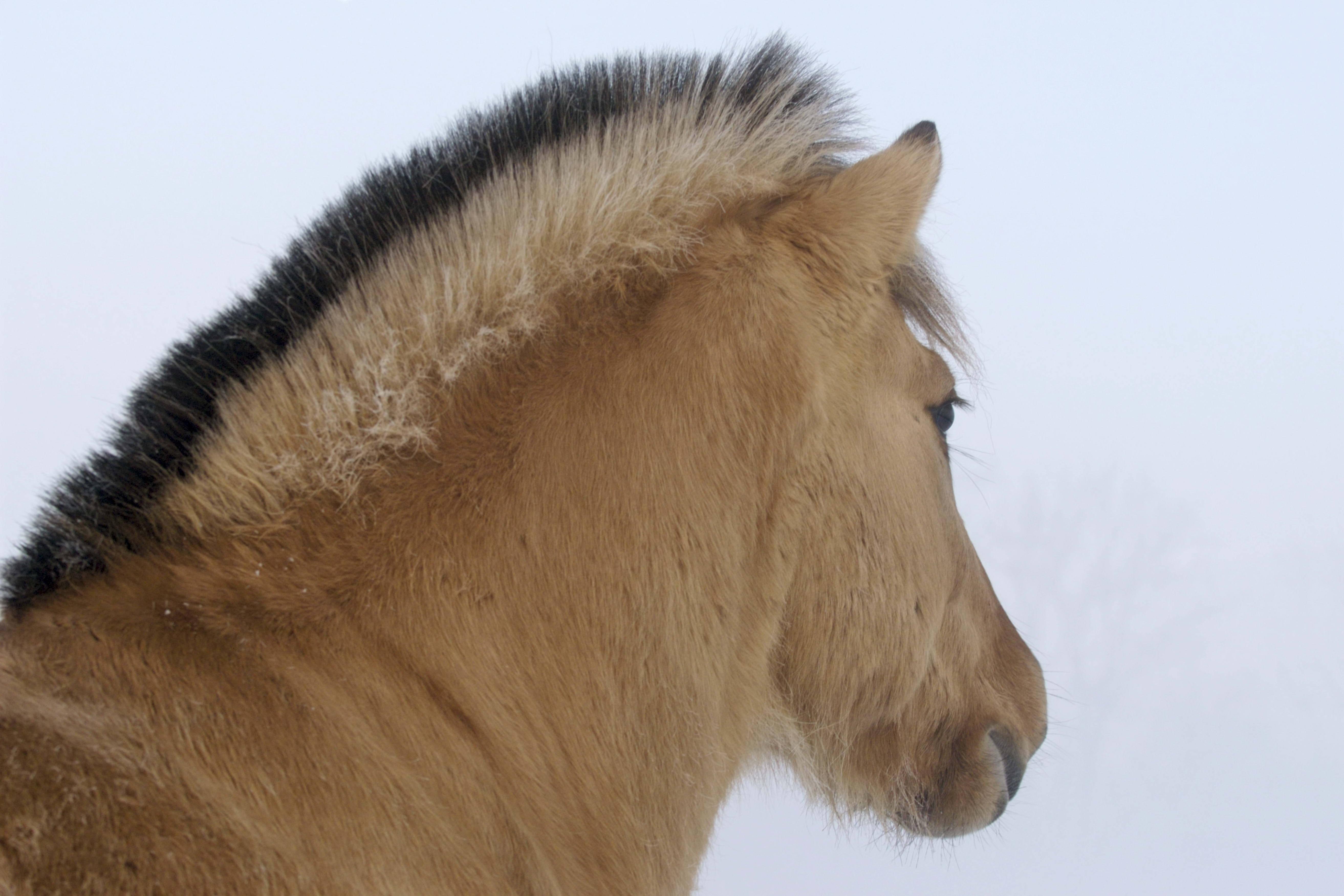 Brown Horse Enjoying The Winter — 5252x3501 wallpaper