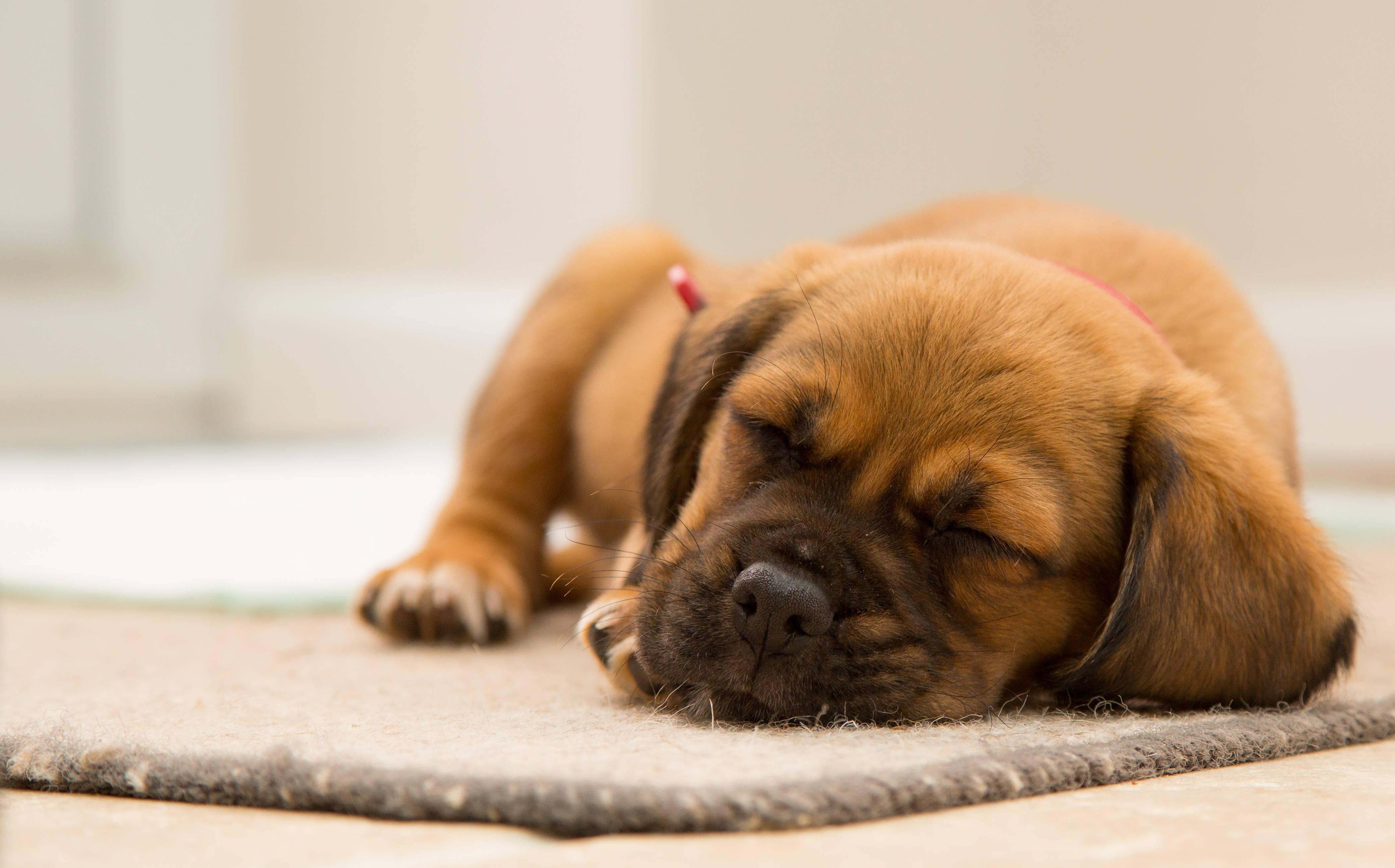 Brown Sleeping Puppy — 4208x2618 wallpaper