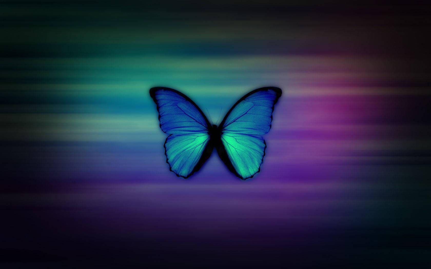 Butterfly For Girl Phone Display — 1680x1050 wallpaper
