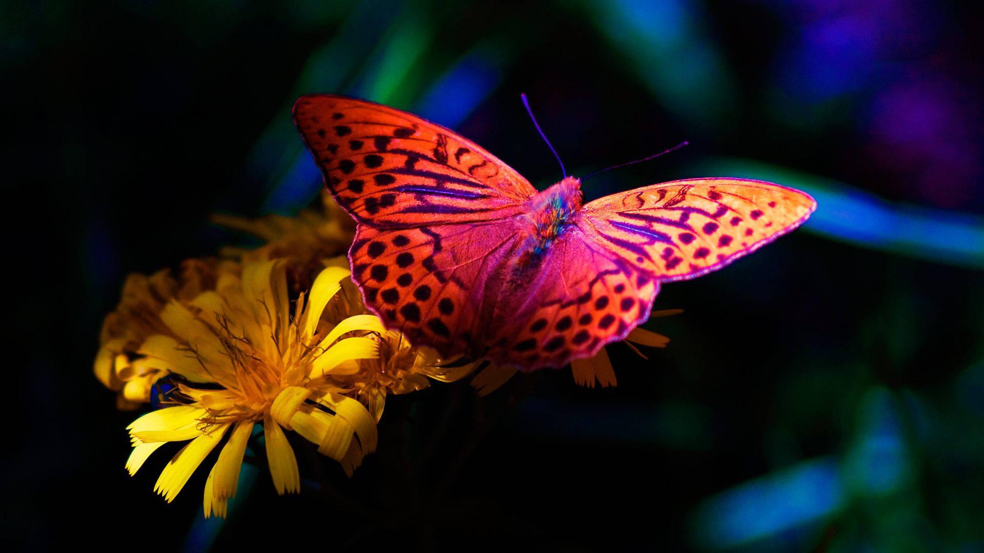 Butterfly In Full Desktop Screen Hd — 1920x1080 wallpaper