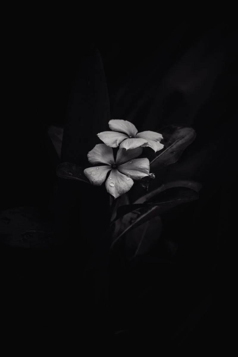 BW Frangipani iPhone Dark — 800x1200 wallpaper