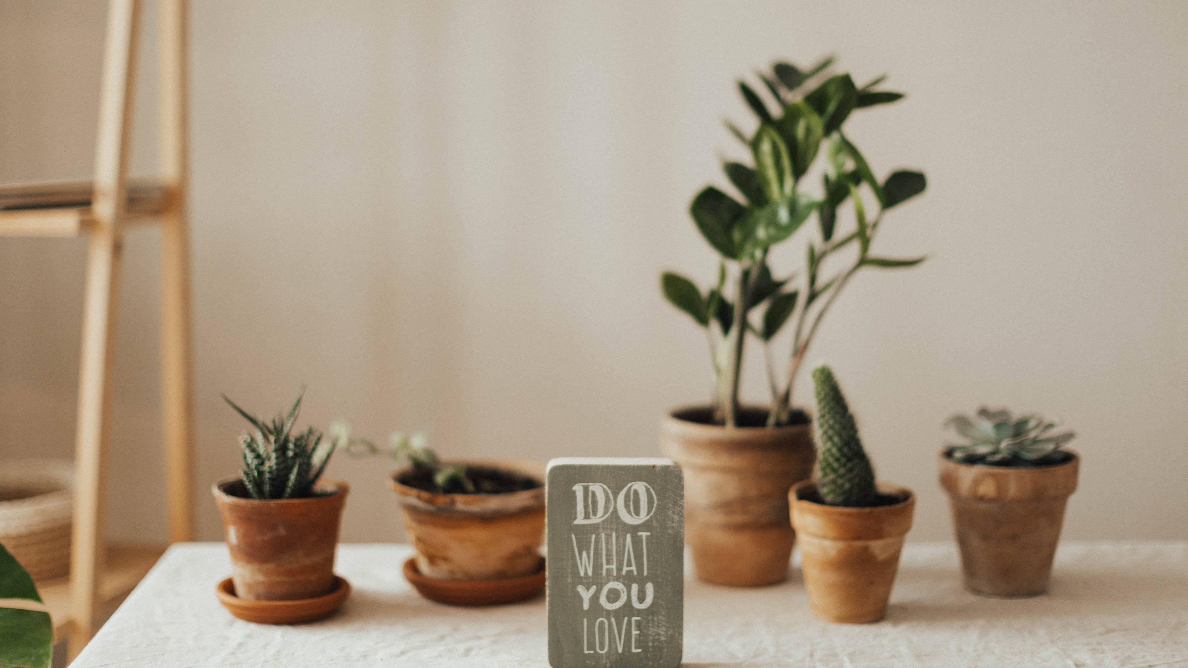 Cacti 4k Ultra HD Motivational — 3840x2160 wallpaper