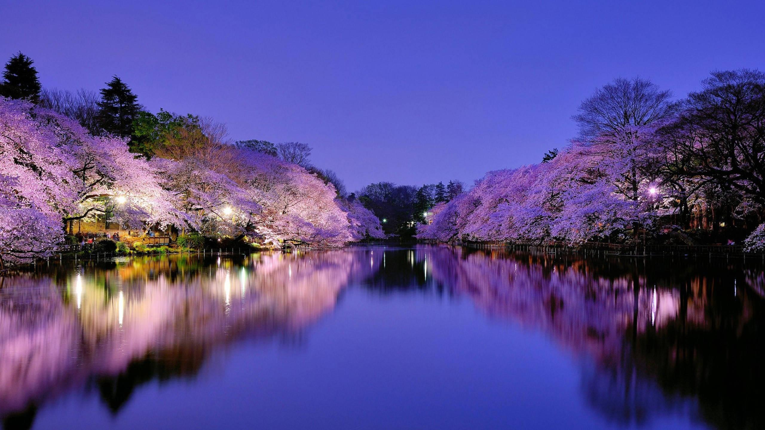 Calm Spring Evening — 2560x1440 wallpaper