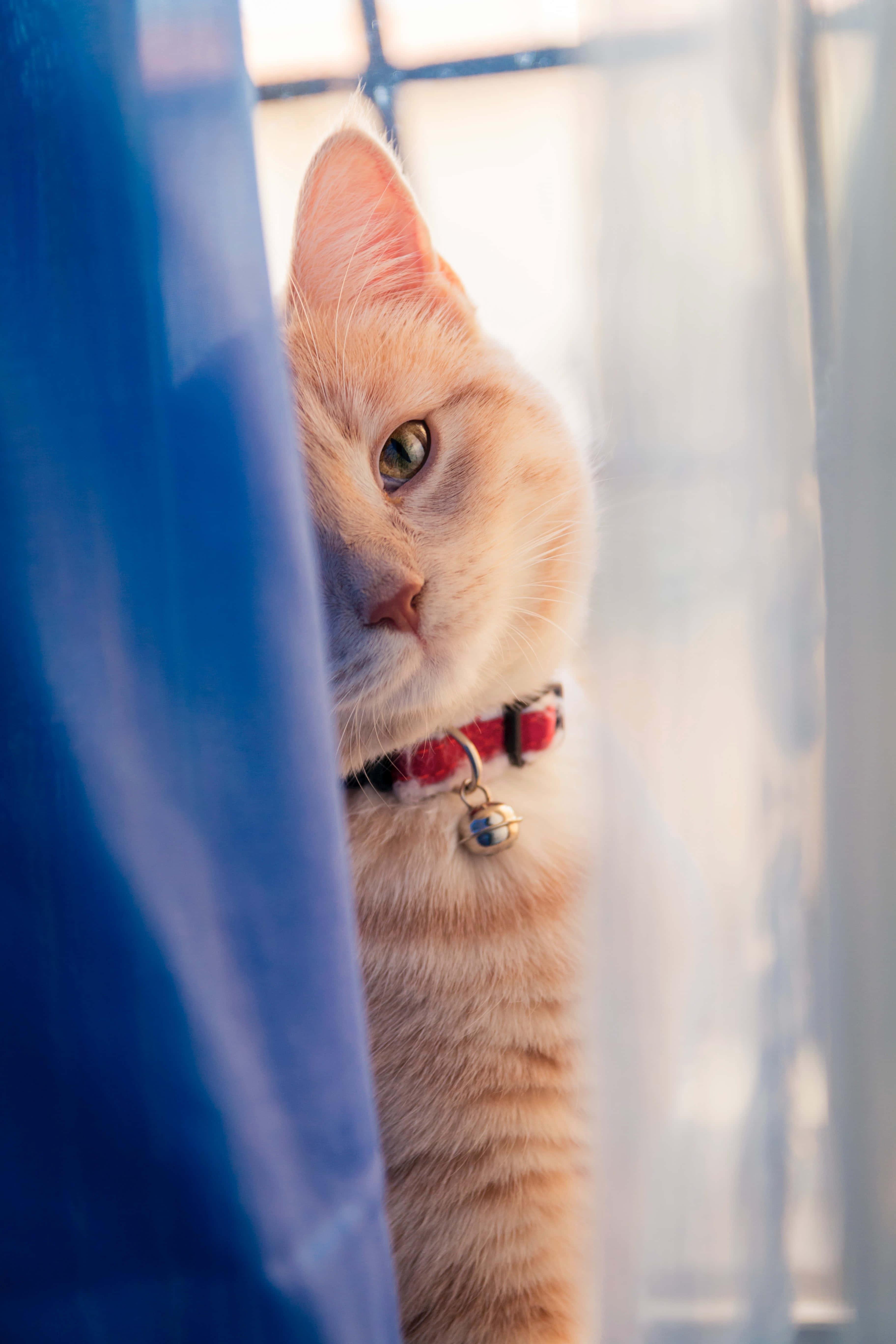 Adorable Furry Companion Peering Through a Curtain — 3648x5472 wallpaper