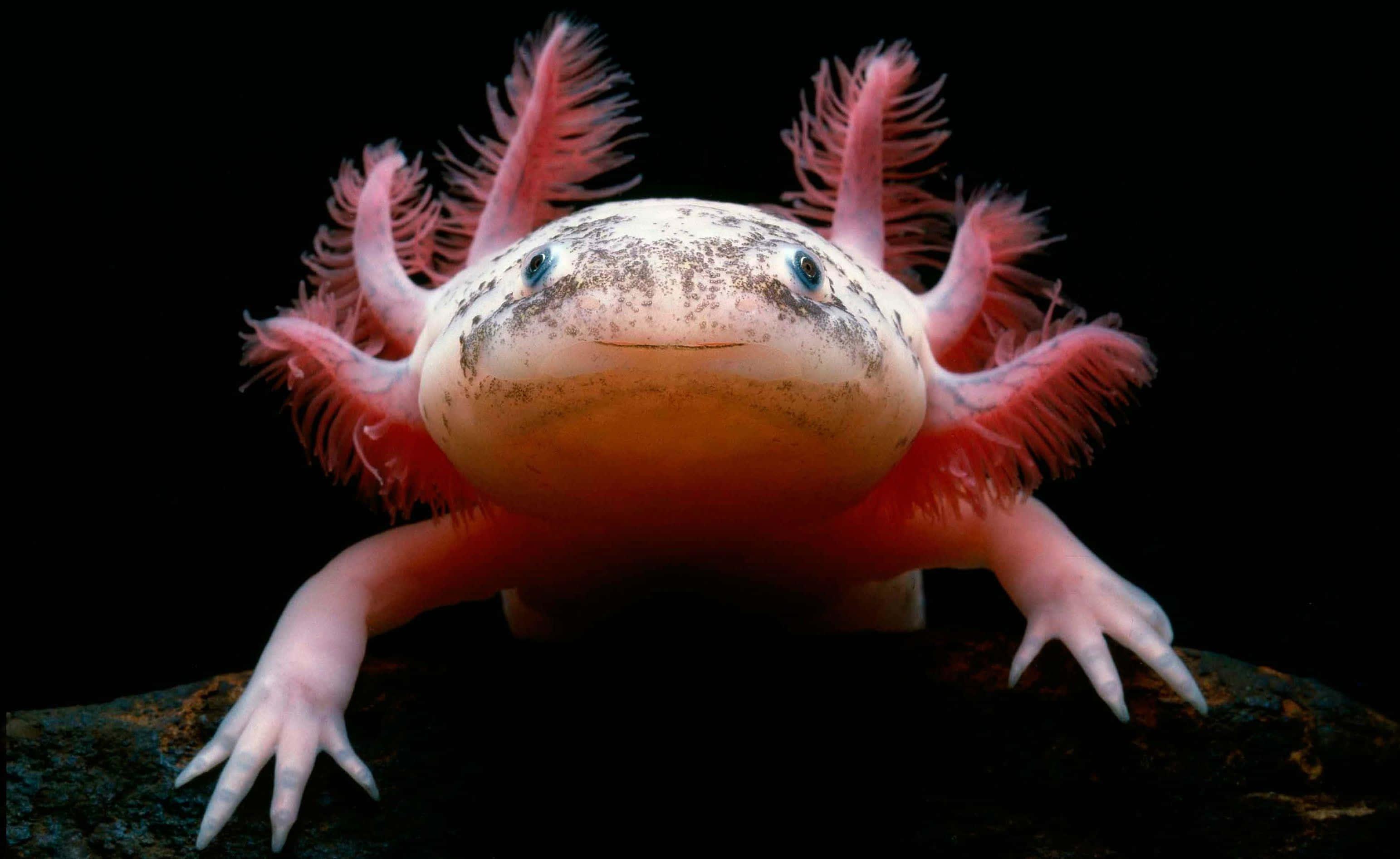 Captivating Close-up of an Axolotl in a Freshwater Aquarium — 3086x1893 wallpaper