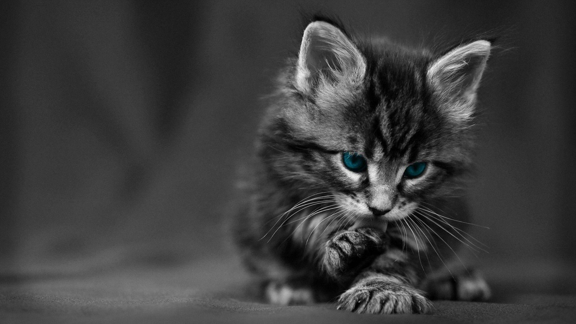 Magnificent and Enchanting Black Cat in a Mystical Ambience — 1920x1080 wallpaper
