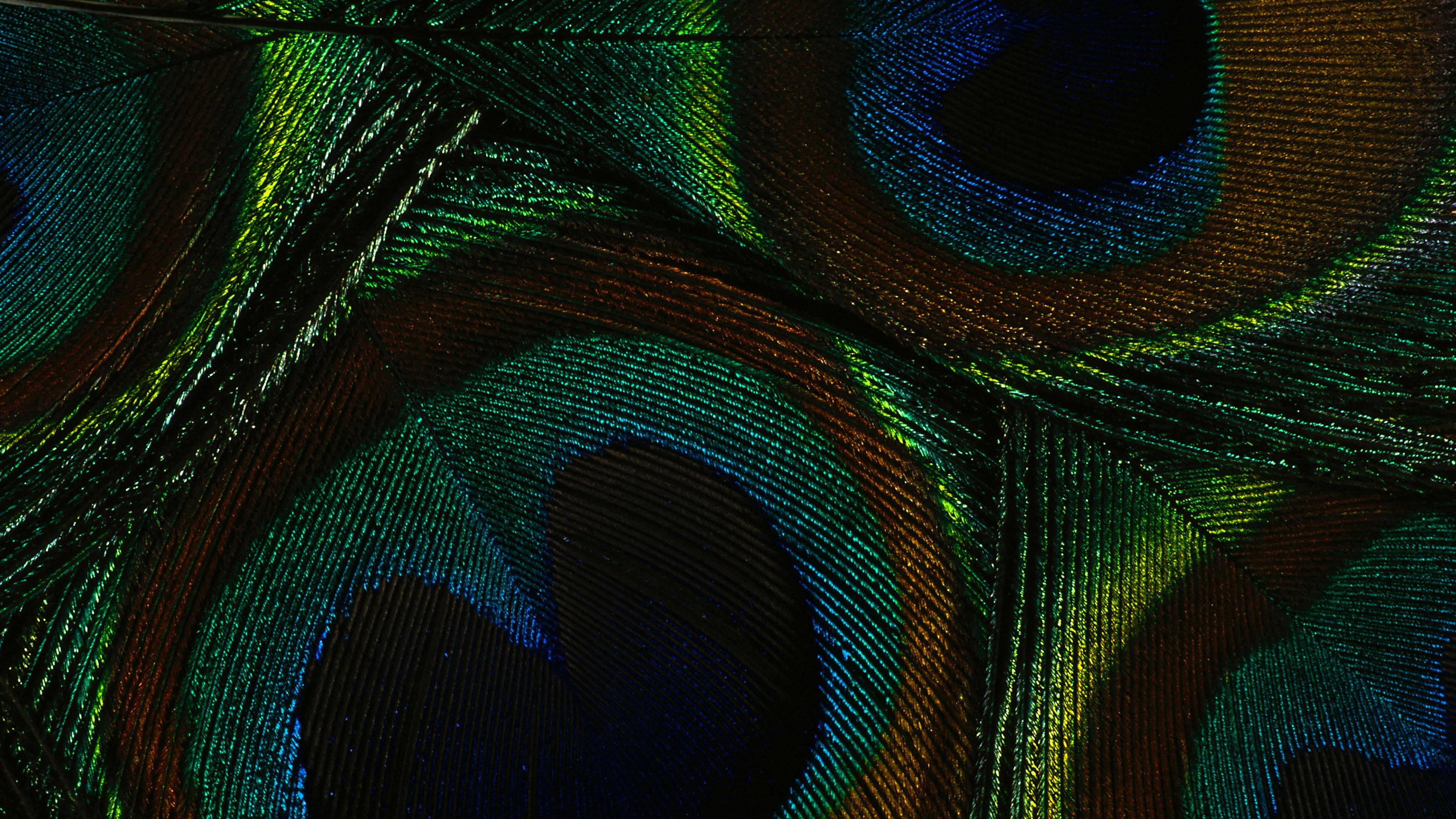Captivating Darkness: 4K Ultra HD Peacock — 3840x2160 wallpaper