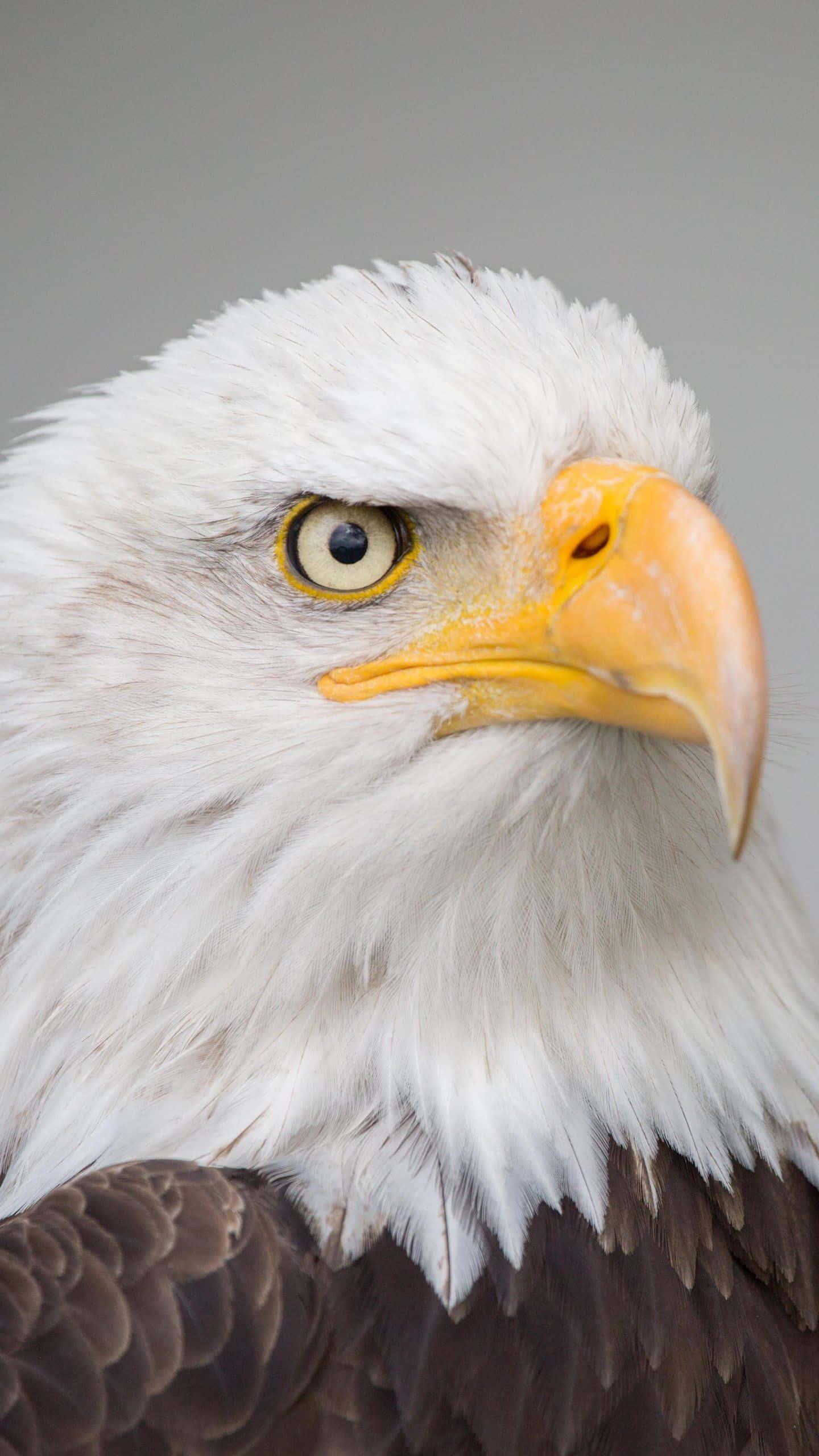 Captivating Eagle iPhone Wallpaper — 1440x2560 wallpaper