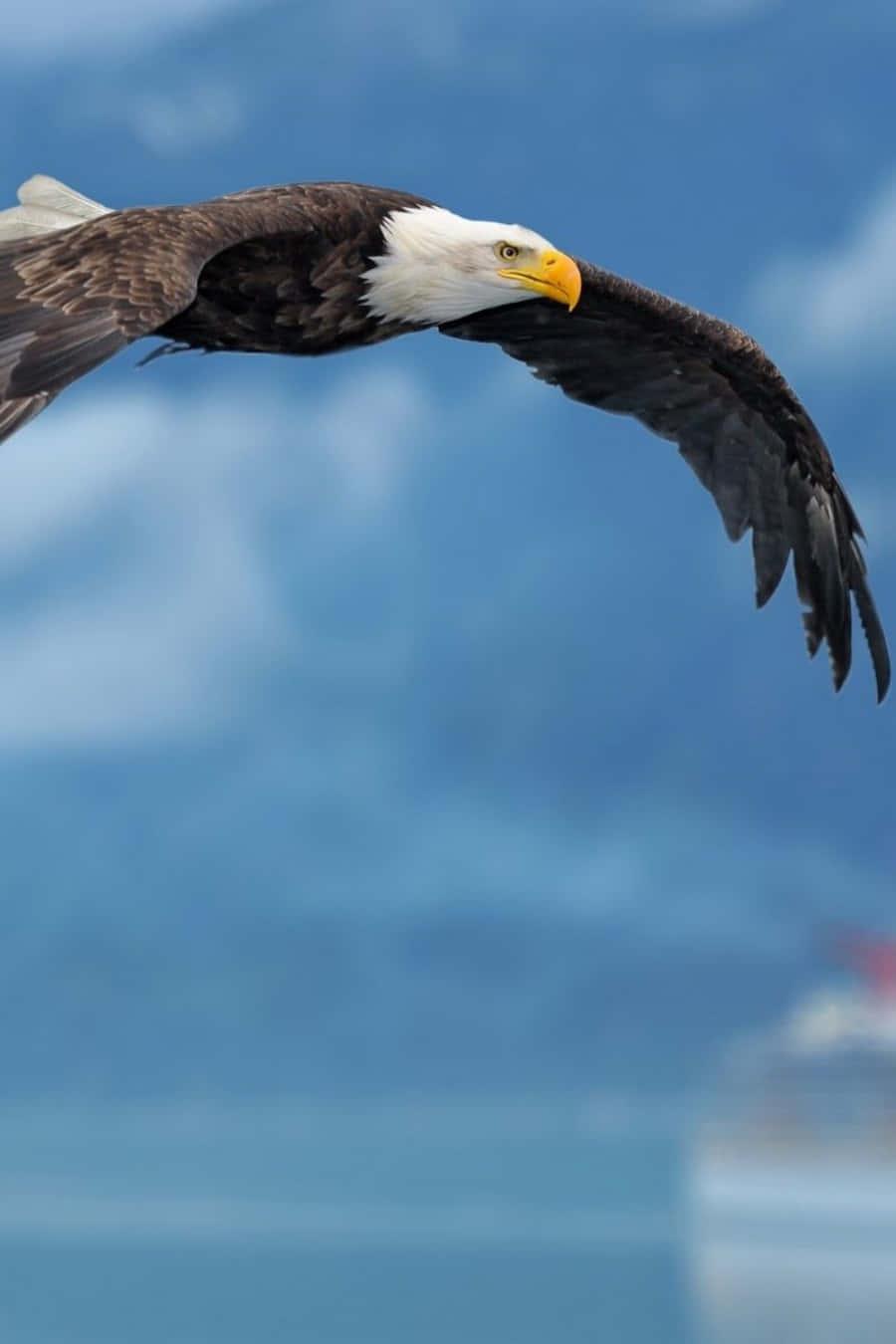 Capture Every Moment with the Eagle iPhone — 900x1350 wallpaper