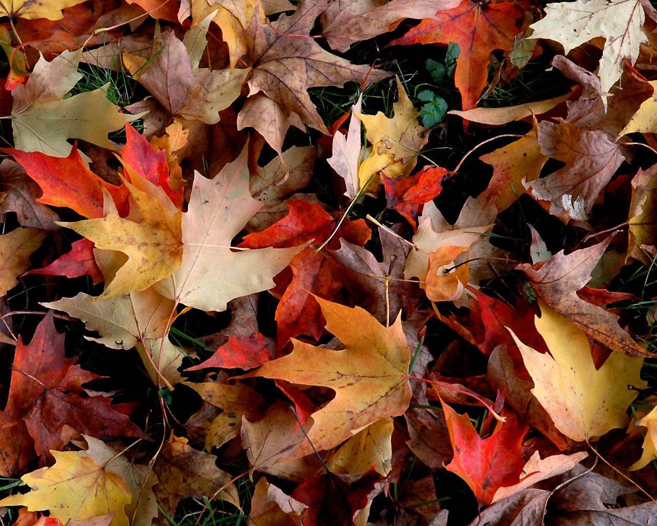 Capture nature's beauty with this photo of vibrant Fall leaves — 1280x1024 wallpaper