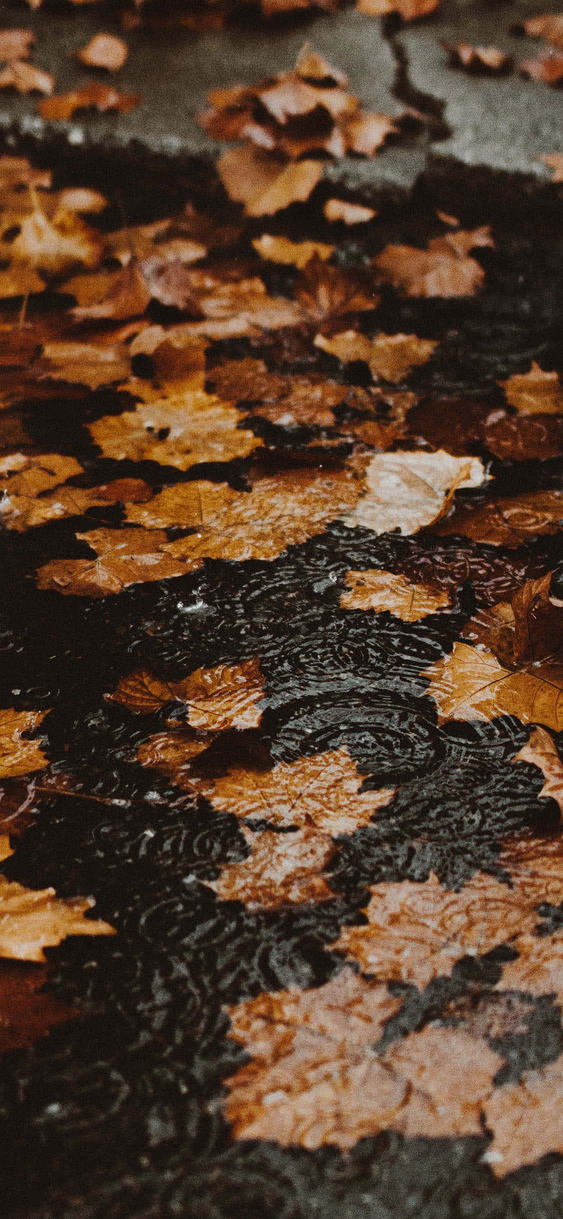 Capture stunning photos with the new Fall iPhone — 1125x2436 wallpaper