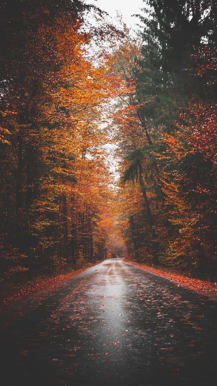 Capture the beauty of fall with this iPhone background — 736x1308 wallpaper