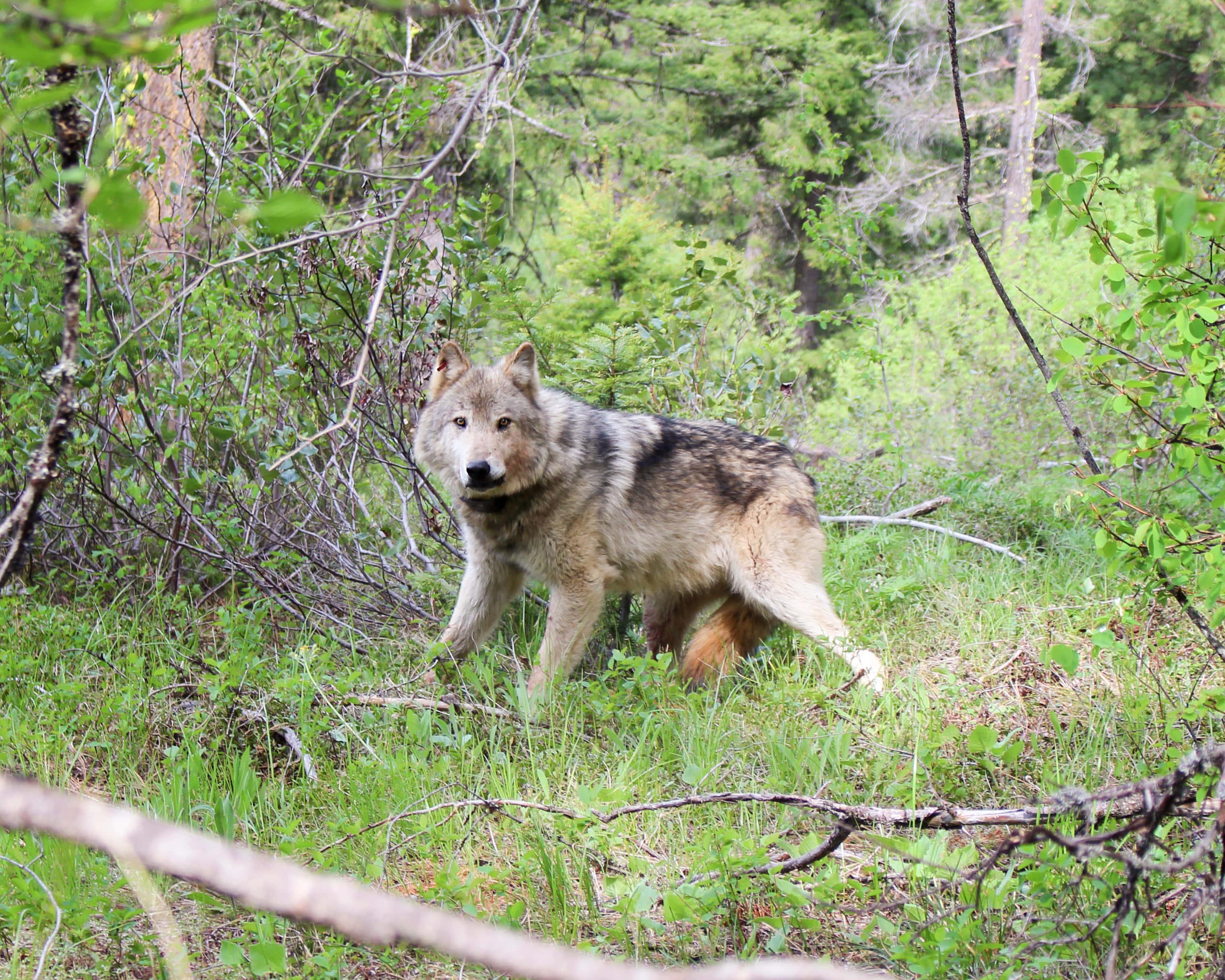 Capturing The Majesty Of The Wild: A Lone Wolf — 3040x2432 wallpaper
