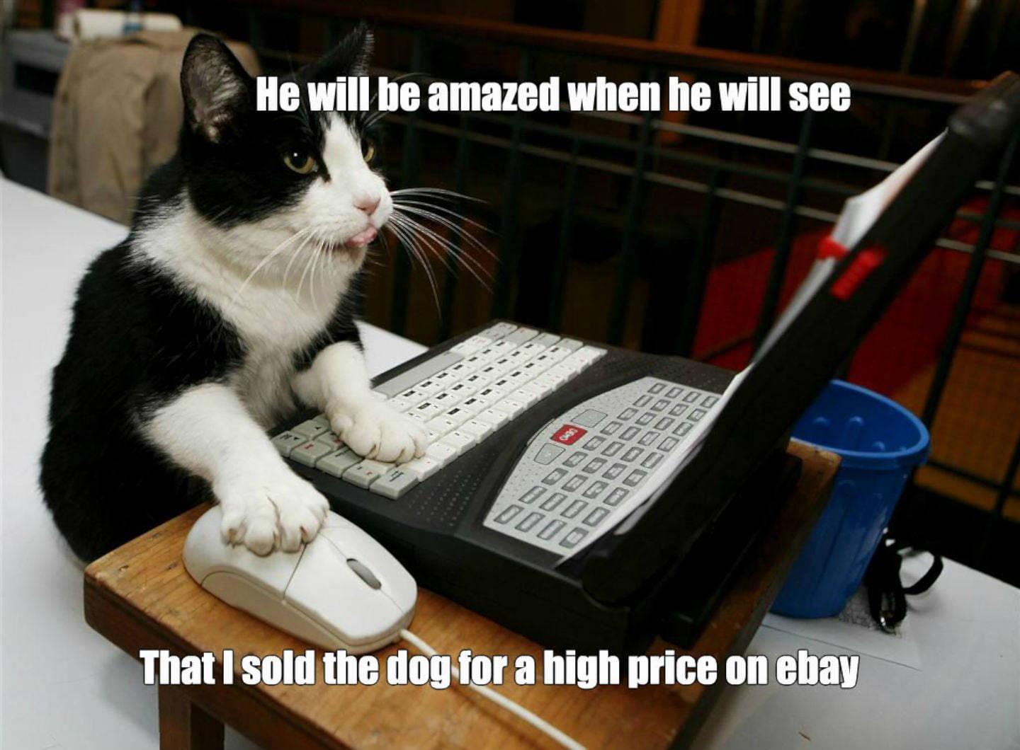Cat Ebay Funny Meme — 1440x1060 wallpaper
