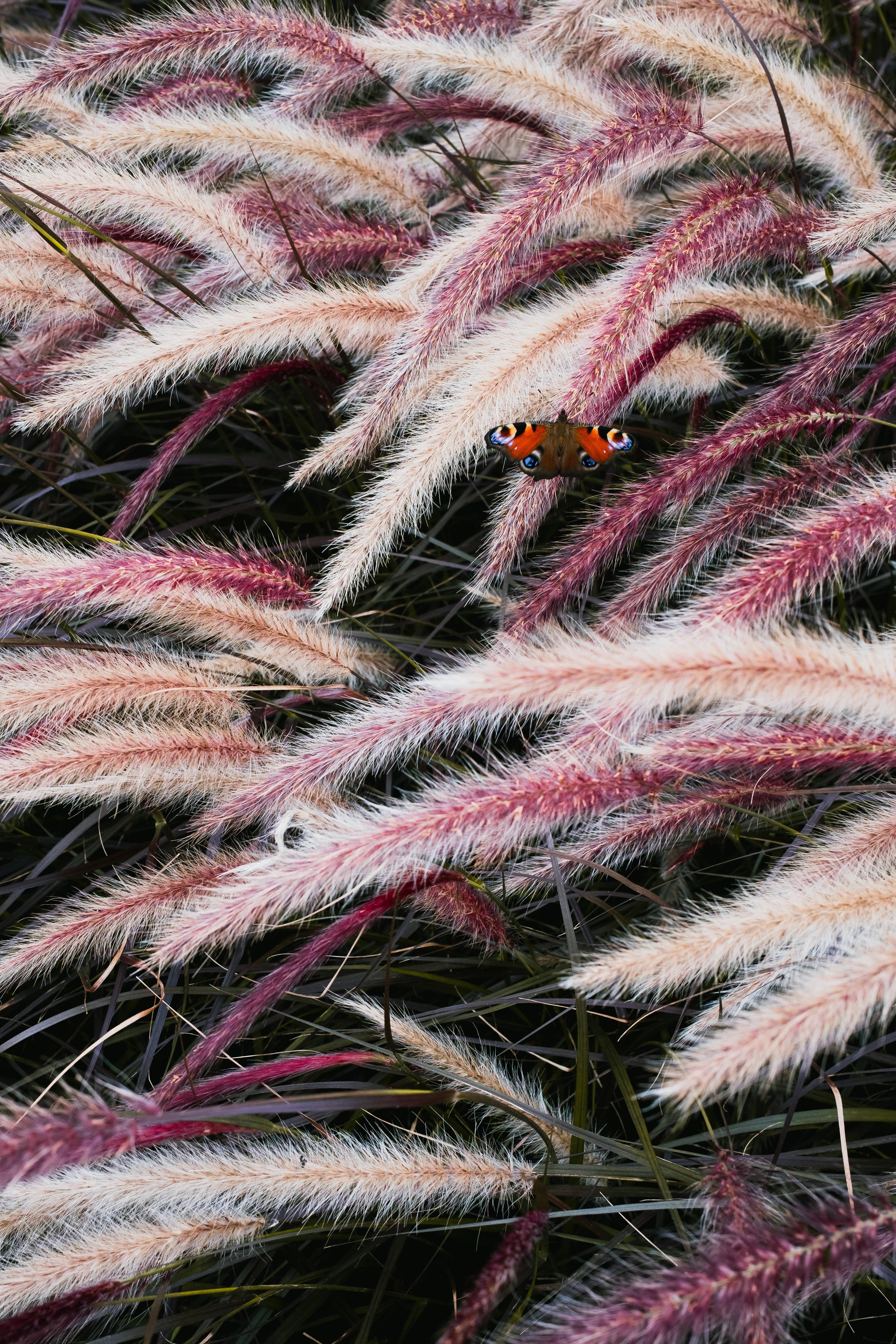 Cat Tails For Girly Lock Screen Iphone — 3728x5592 wallpaper