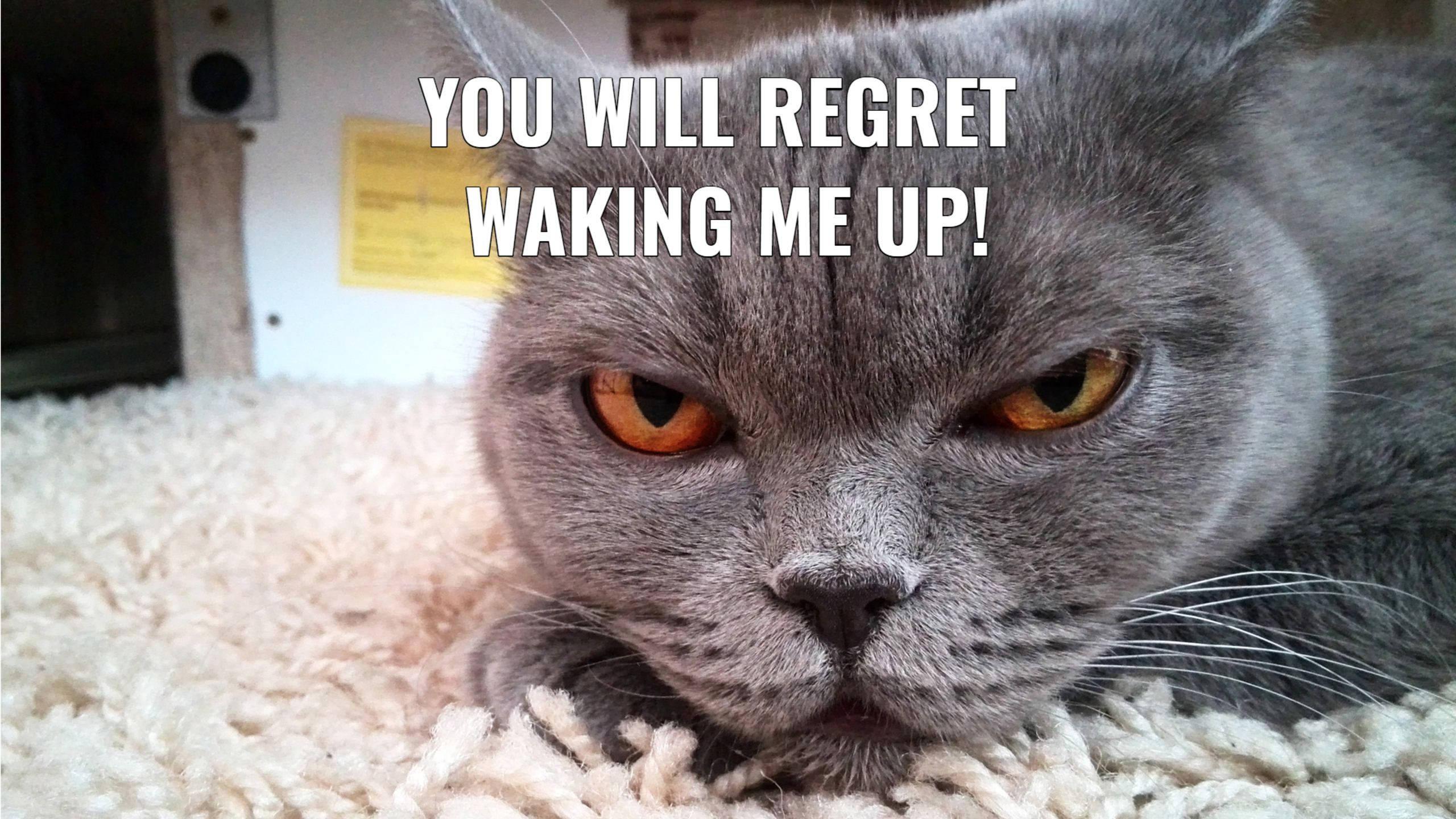 Cat Warning Funny Meme — 2560x1440 wallpaper