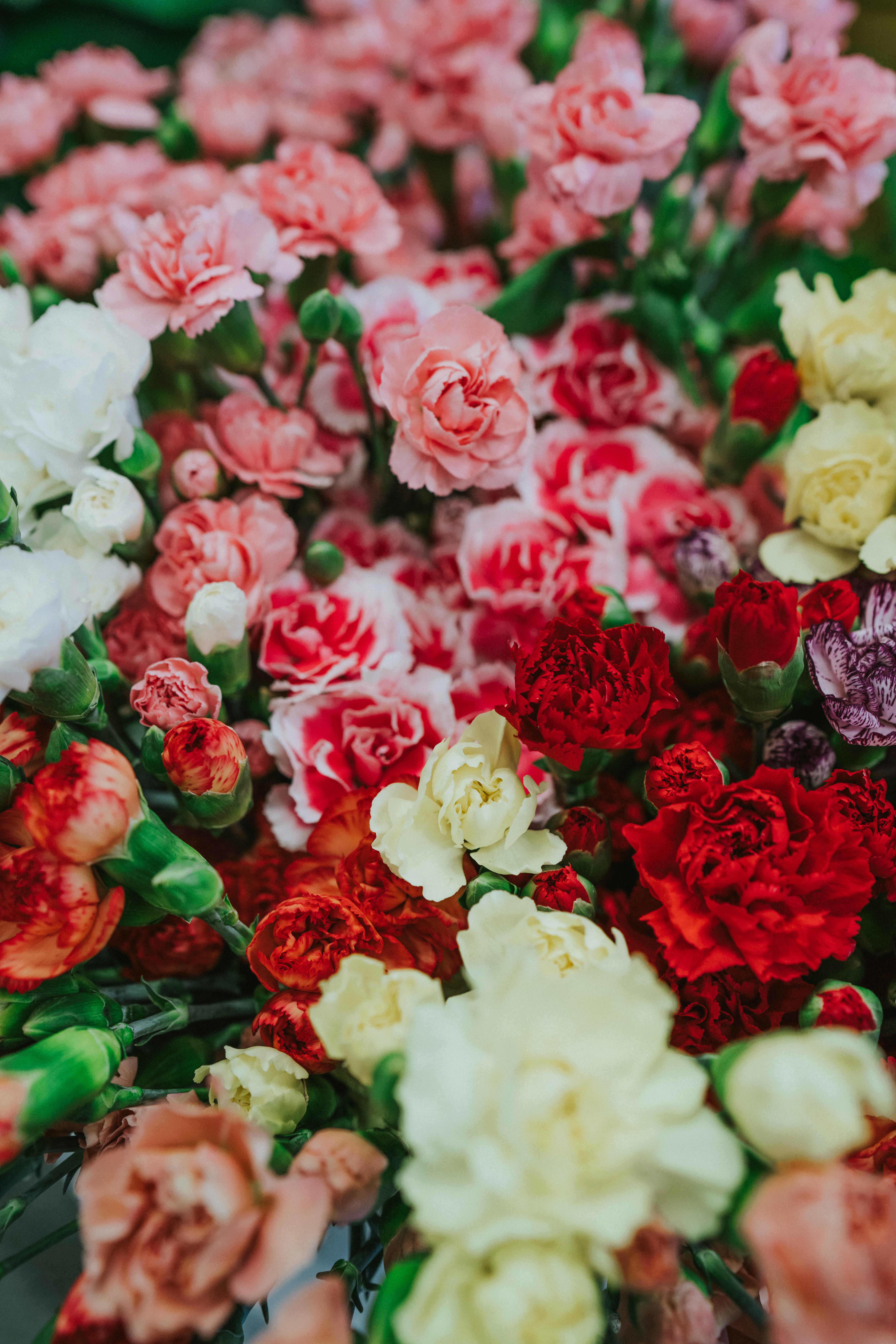 Celebrate Mothers Day with these lovely flowers! — 5304x7952 wallpaper