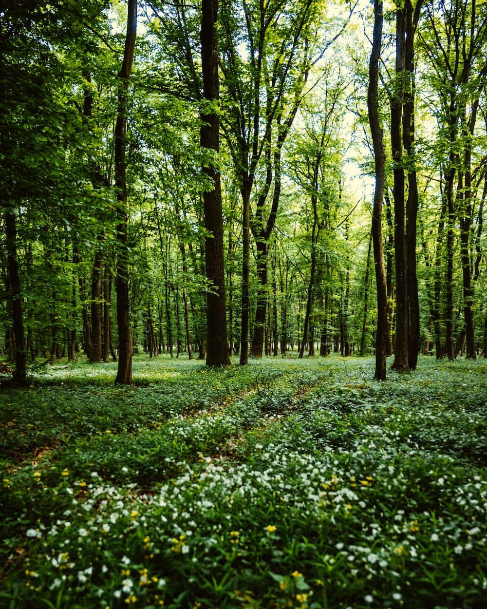 Celebrate the Beauty of Spring — 1000x1250 wallpaper