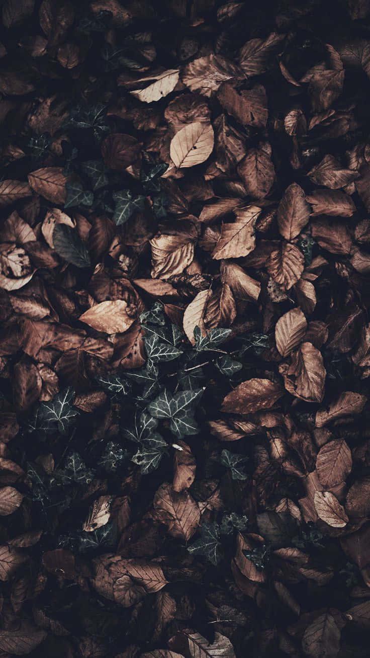 Celebrate The Colors Of Fall With An Iphone — 736x1308 wallpaper
