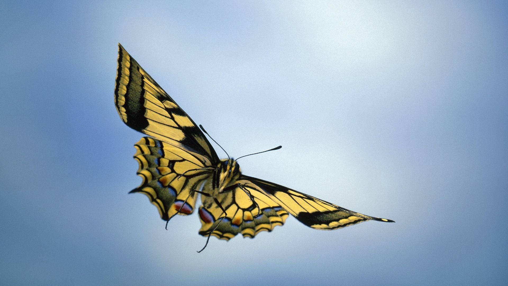 Chasing Butterfly Dreams — 1920x1080 wallpaper