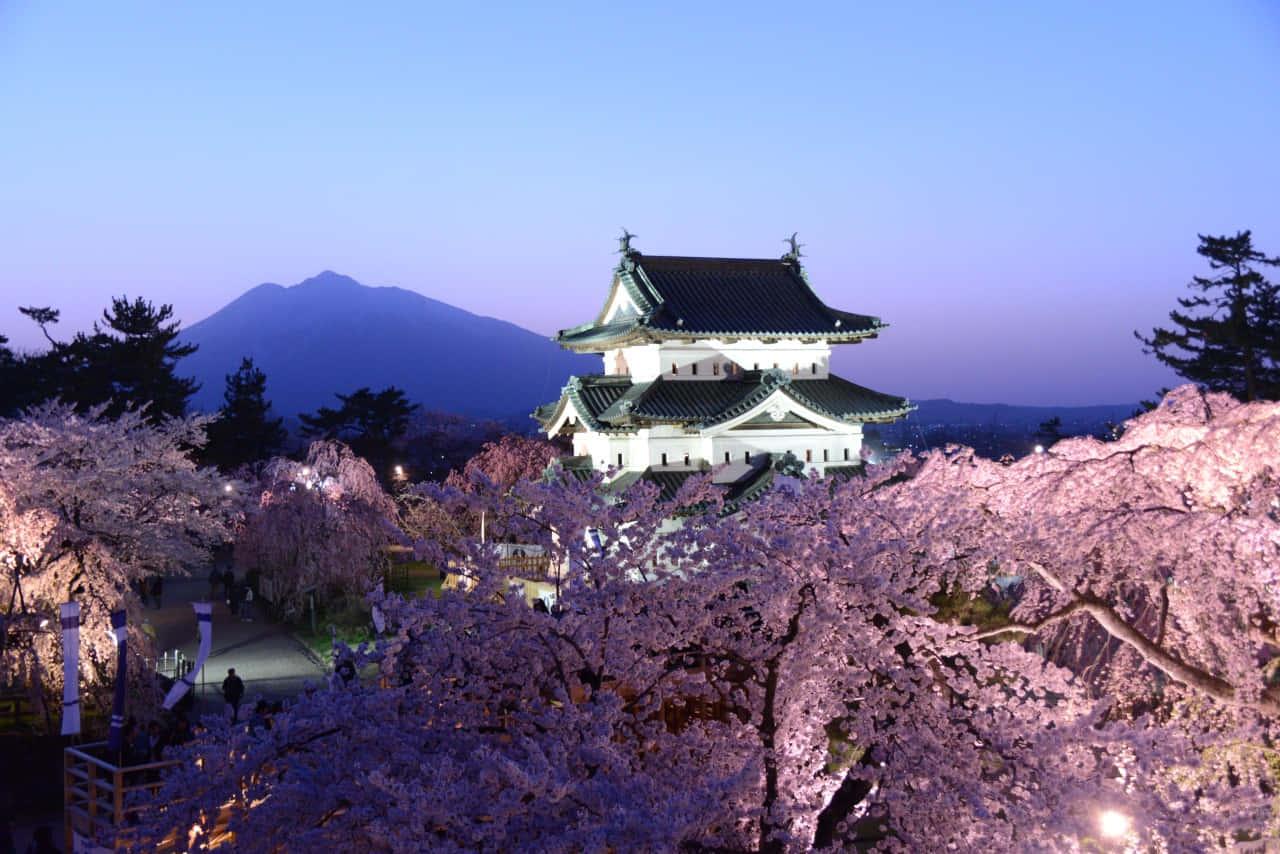 Cherry Blossom Against Hirosaki Castle Picture — 1280x854 wallpaper