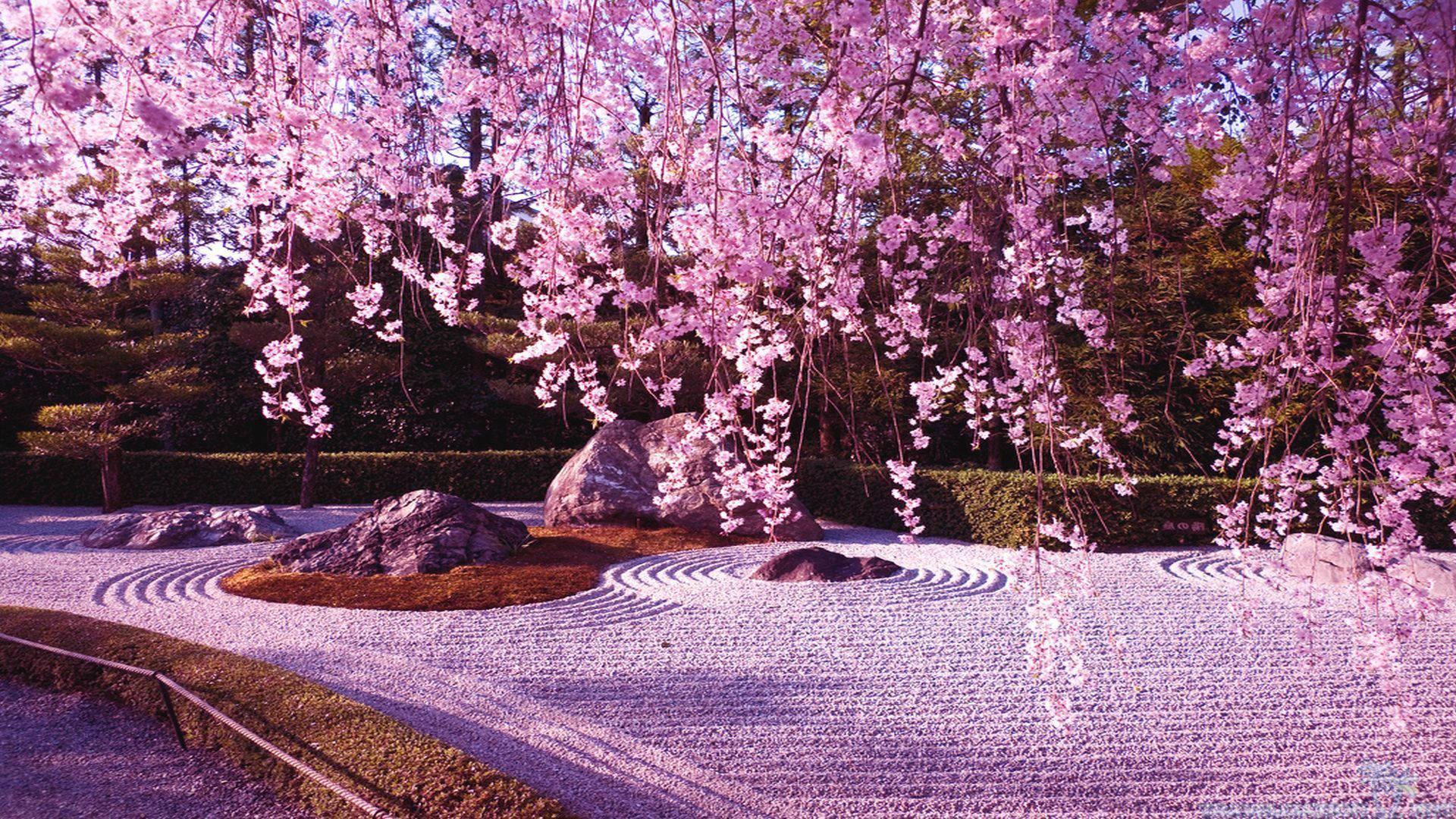 Cherry Blossom And Rock Garden — 1920x1080 wallpaper