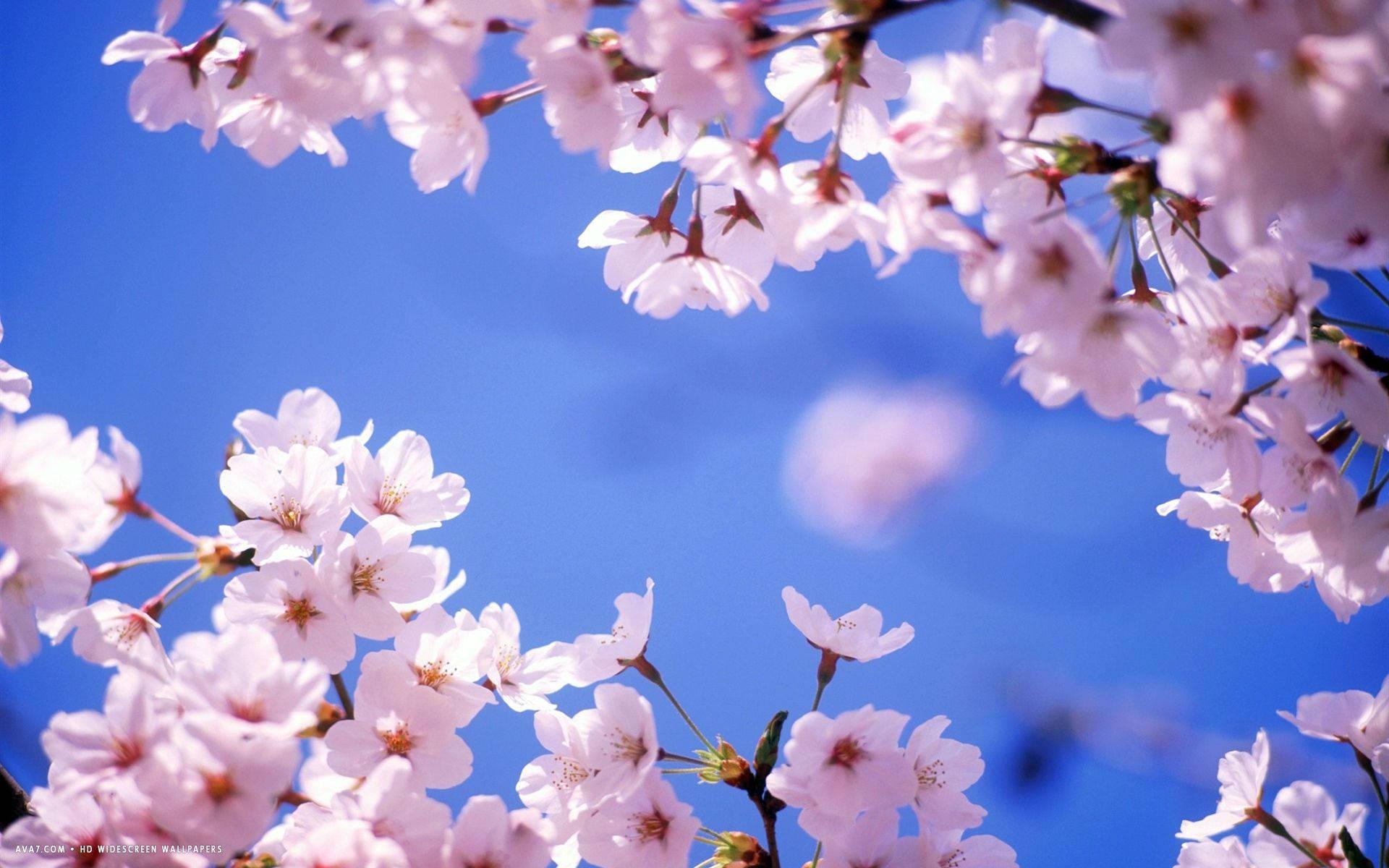 Cherry Blossom And Sky — 1920x1200 wallpaper
