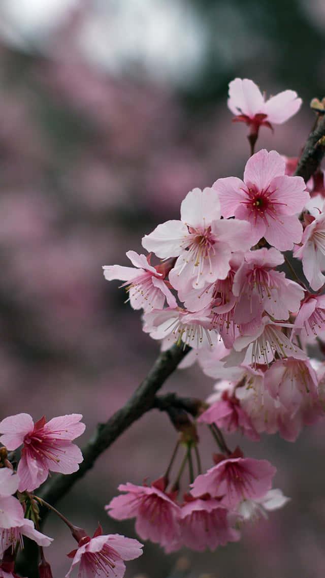 Cherry Blossom Background — 640x1138 wallpaper