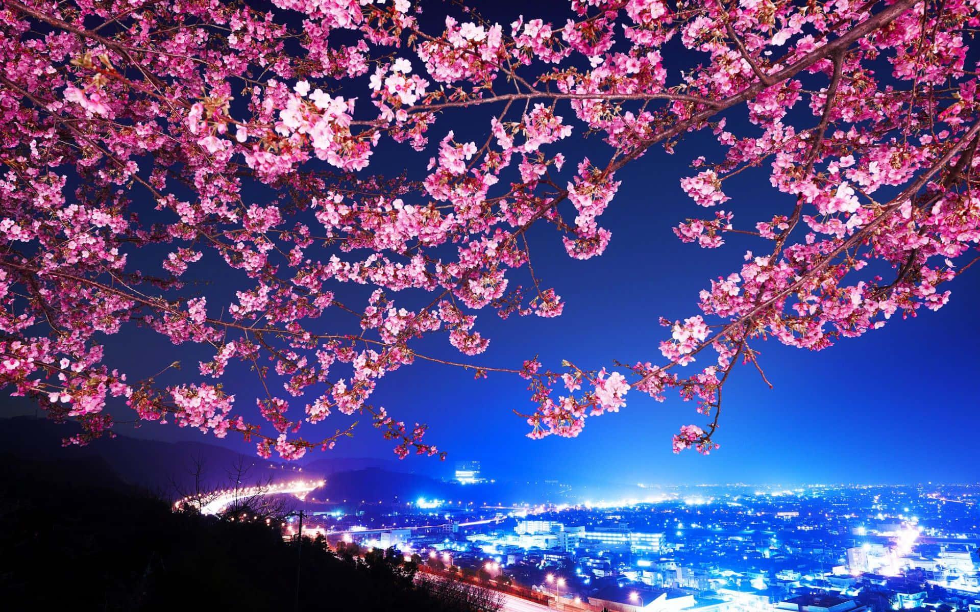 Cherry Blossom Background — 1920x1200 wallpaper