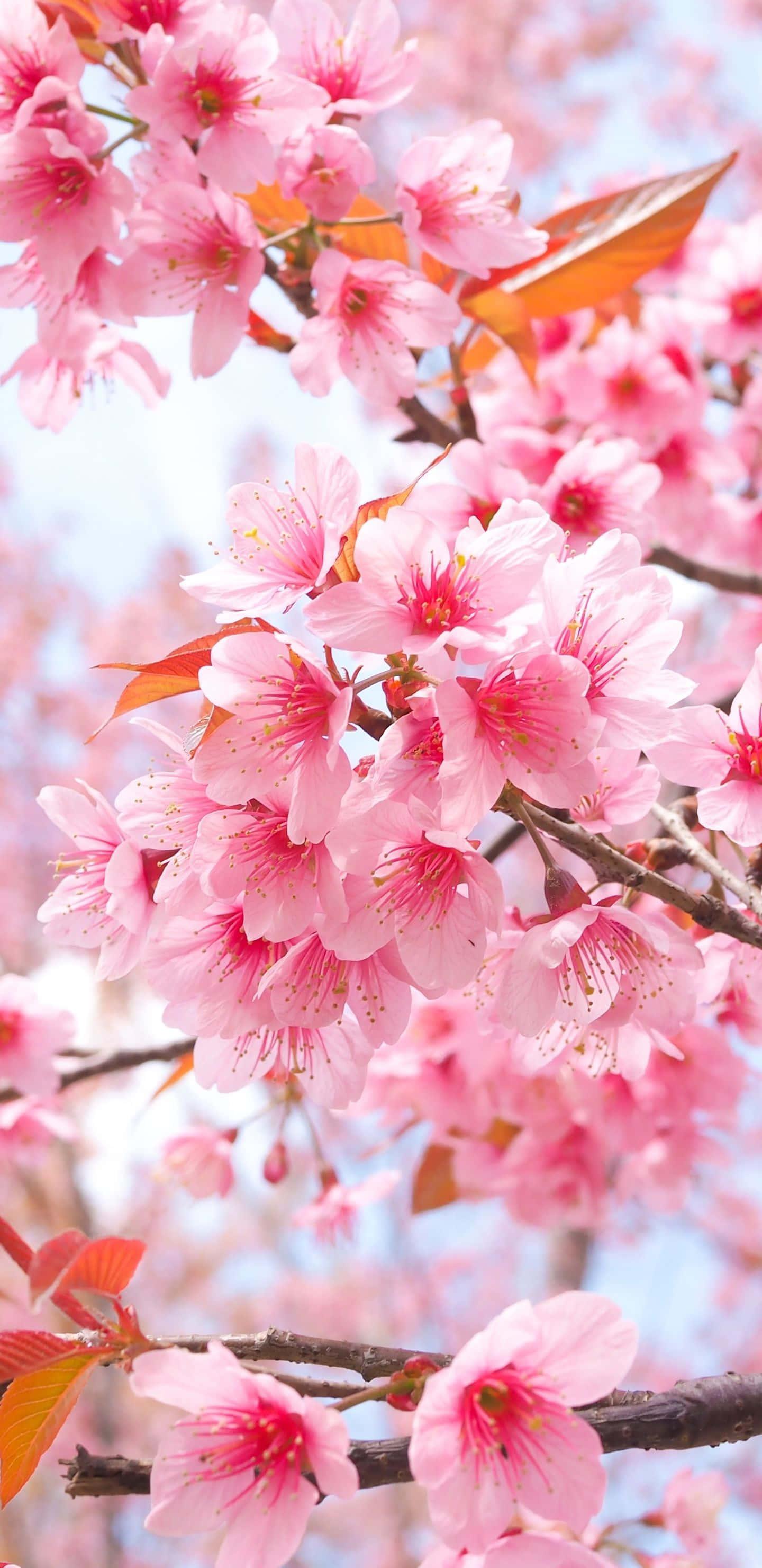 Cherry Blossom Background — 1440x2960 wallpaper